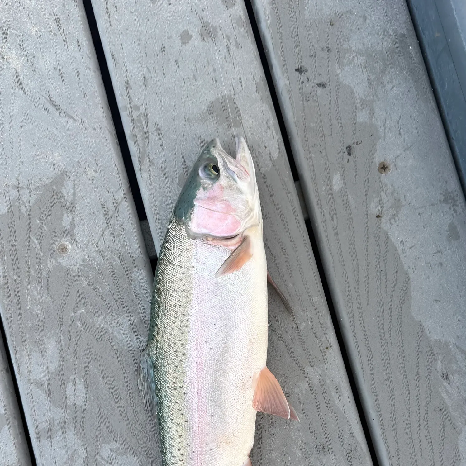 Rainbow trout caught on Fishbrain