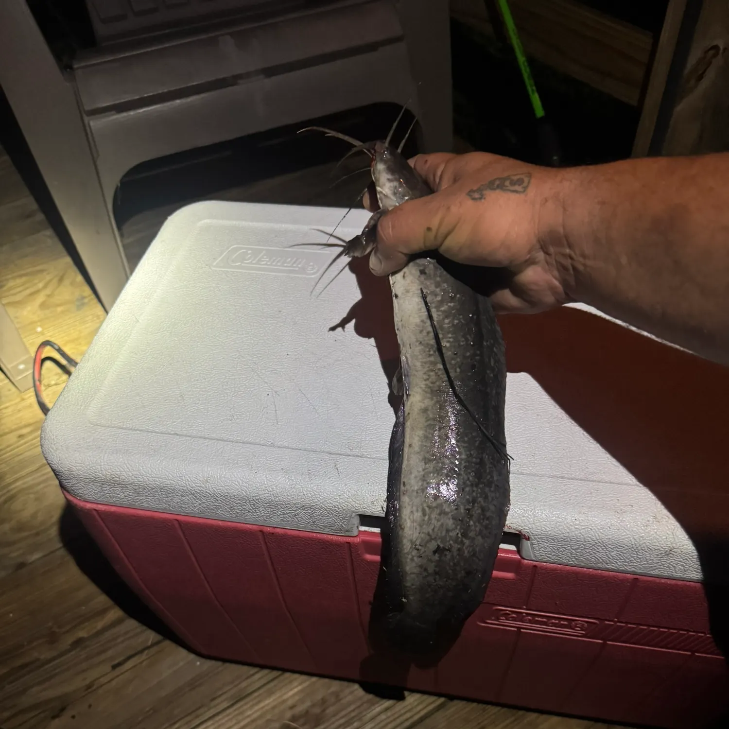 The most recent Walking catfish catches on Fishbrain