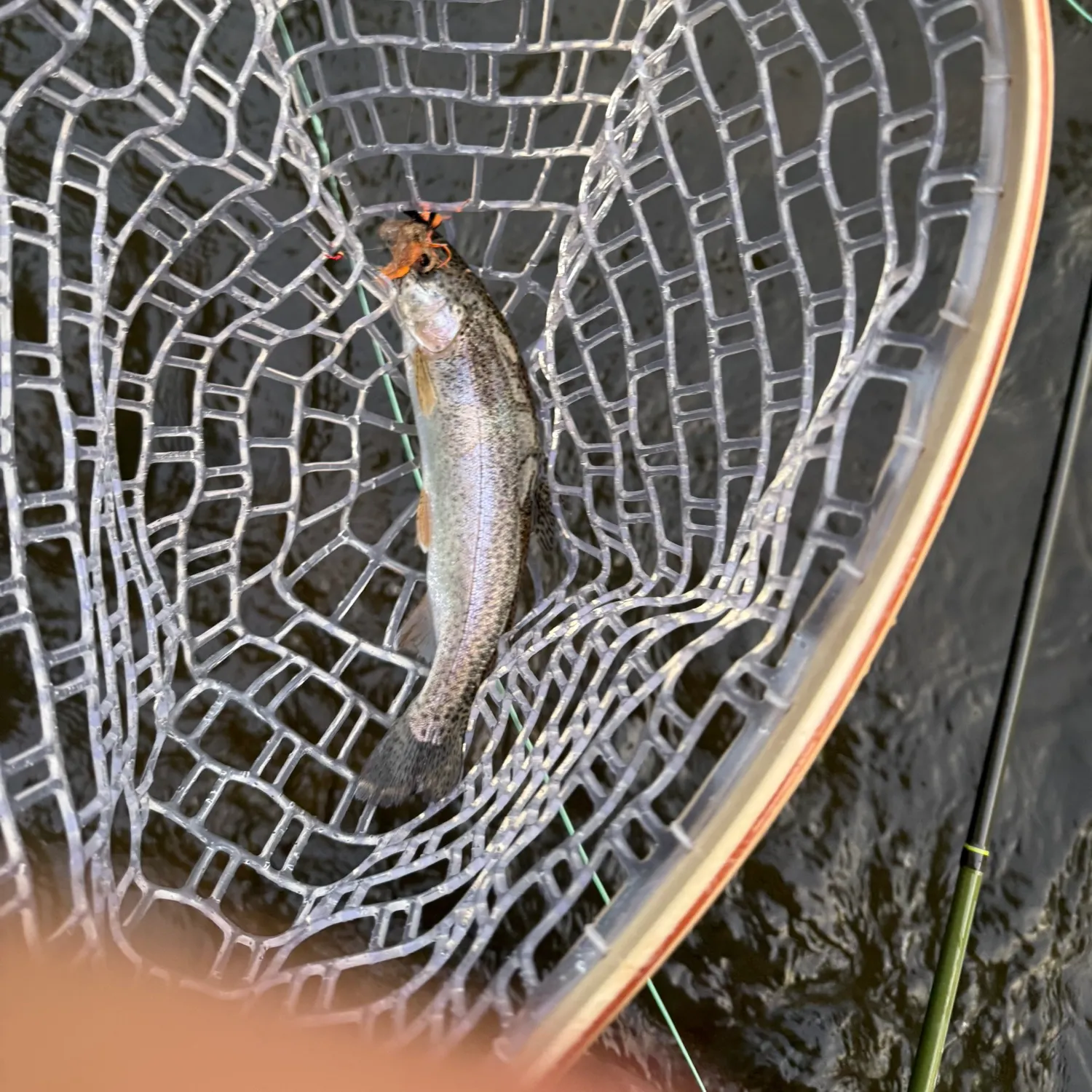 Rainbow trout caught on Fishbrain