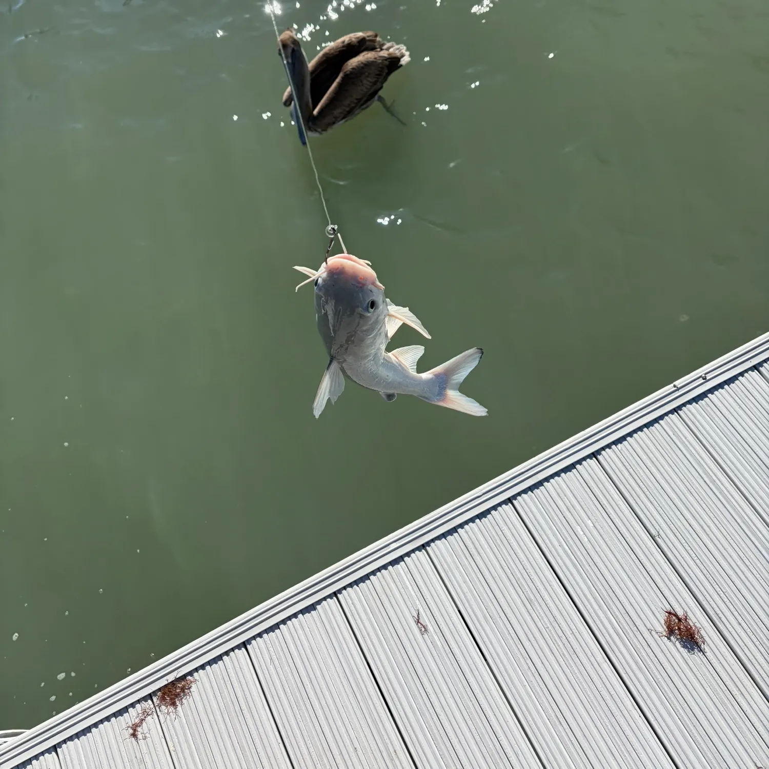 The most recent Hardhead sea catfish catches on Fishbrain