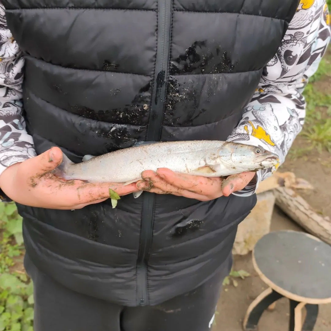 The most recent Huchen catches on Fishbrain