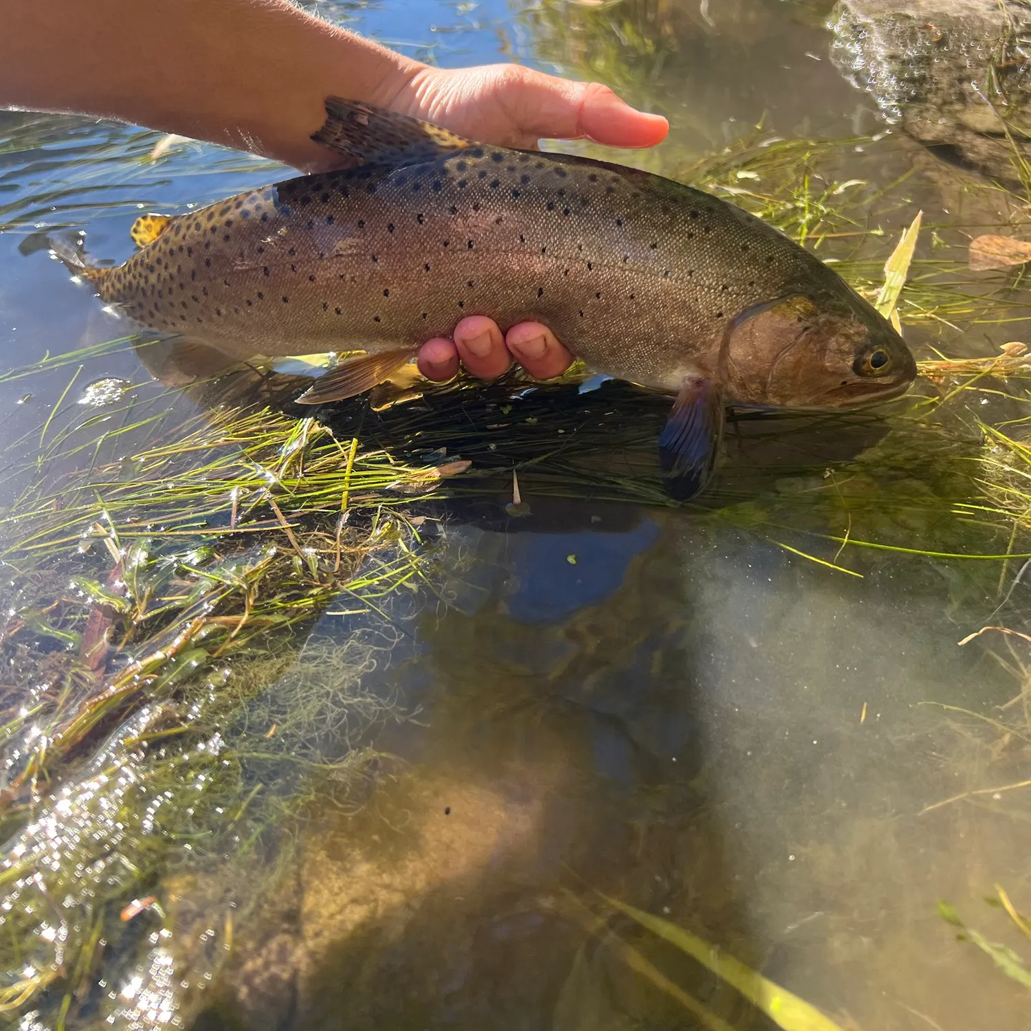 Bonneville cutthroat trout caught on Fishbrain