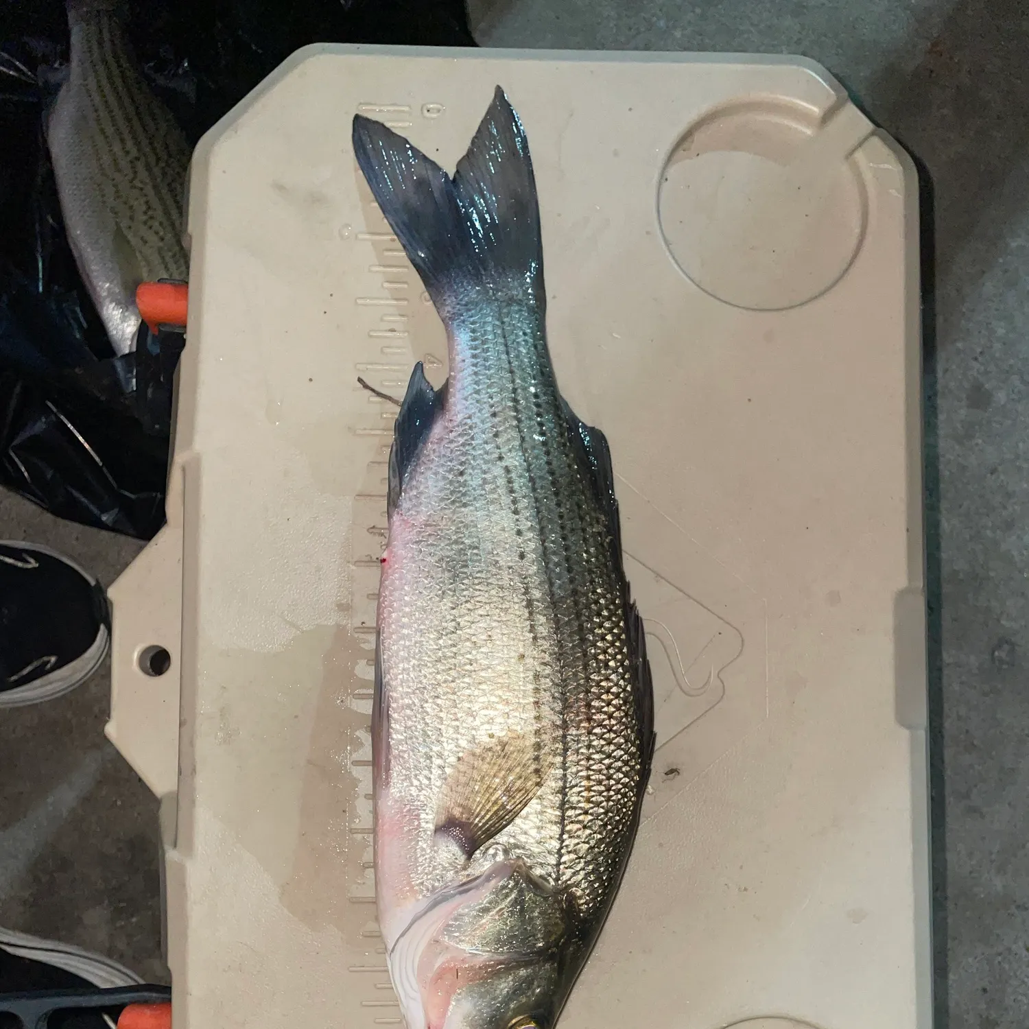 White bass caught on Fishbrain