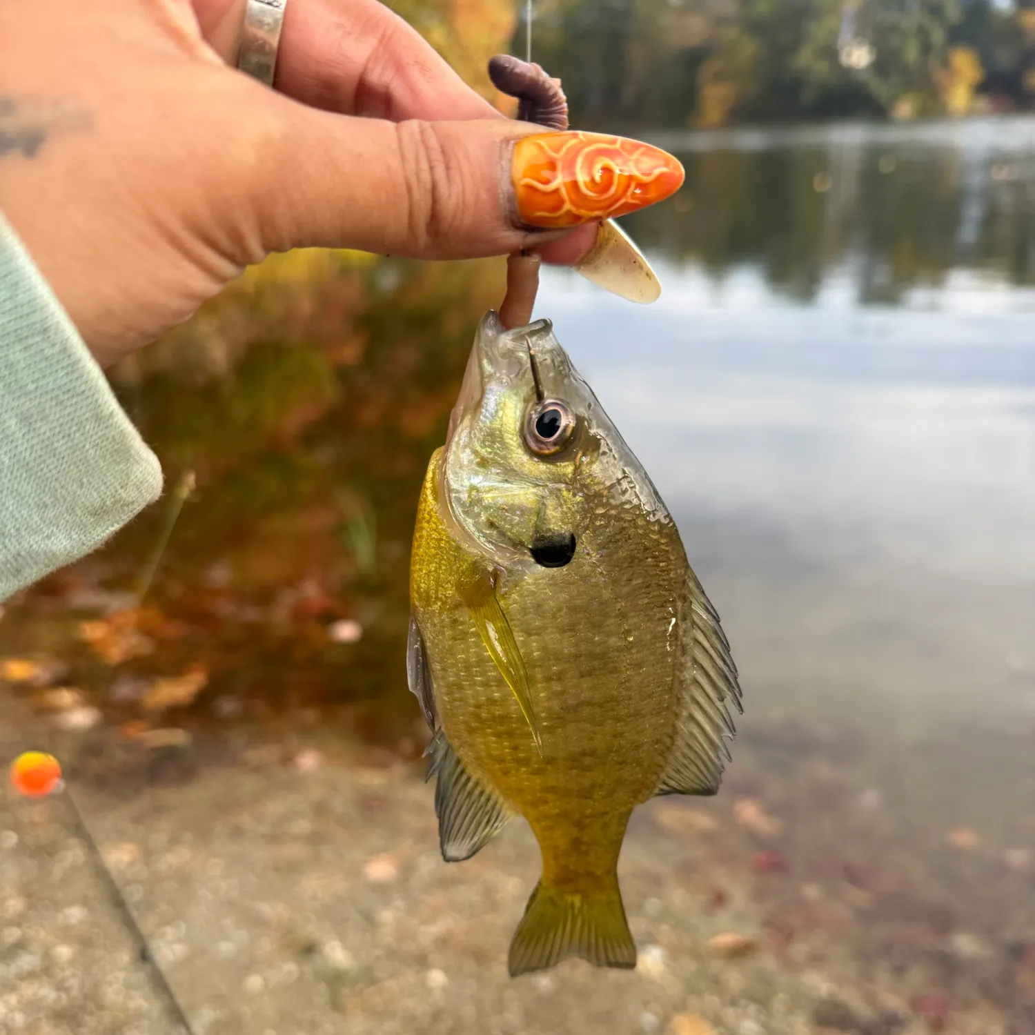 Bluegill caught on Fishbrain
