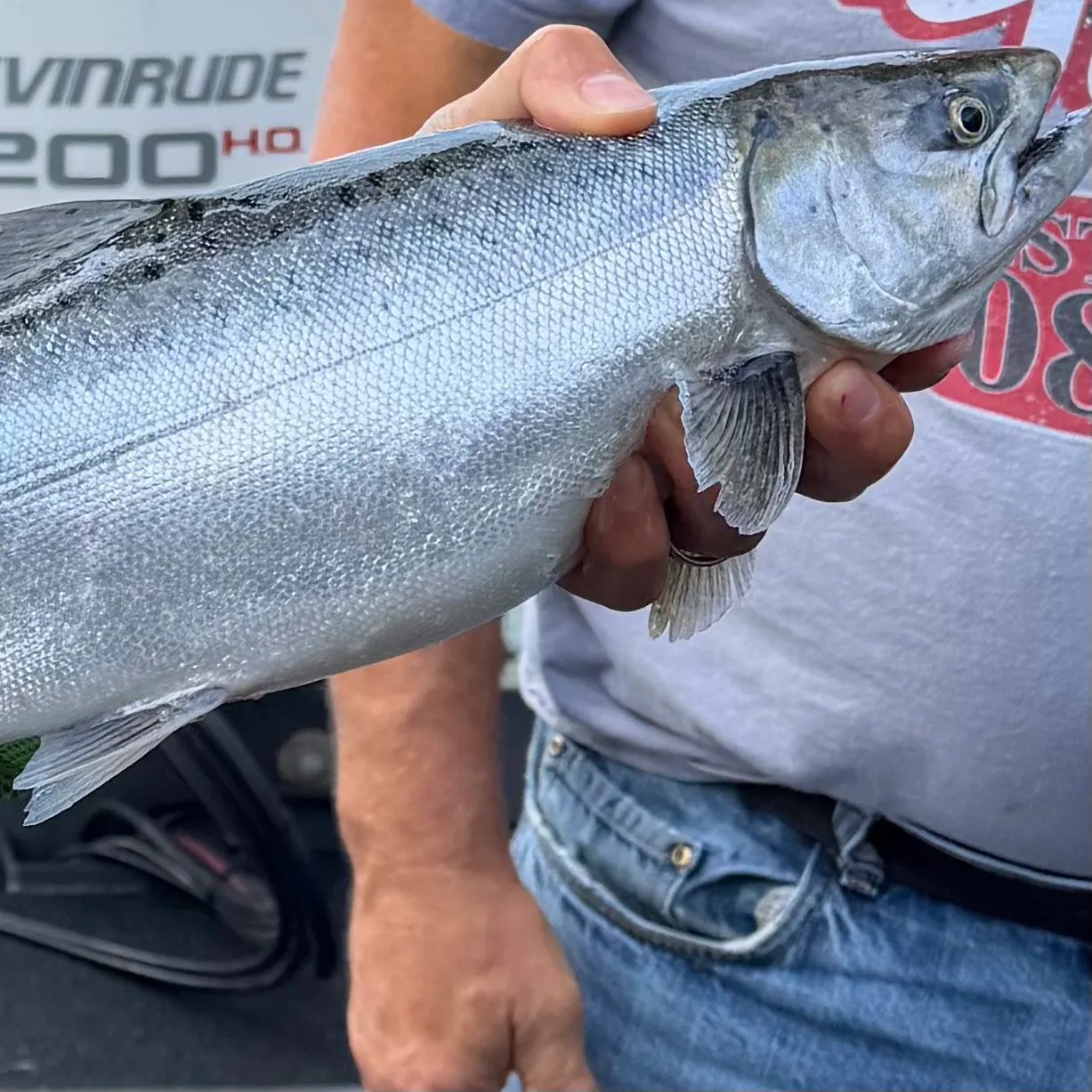 Coho salmon caught on Fishbrain