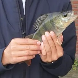 European perch caught on Fishbrain