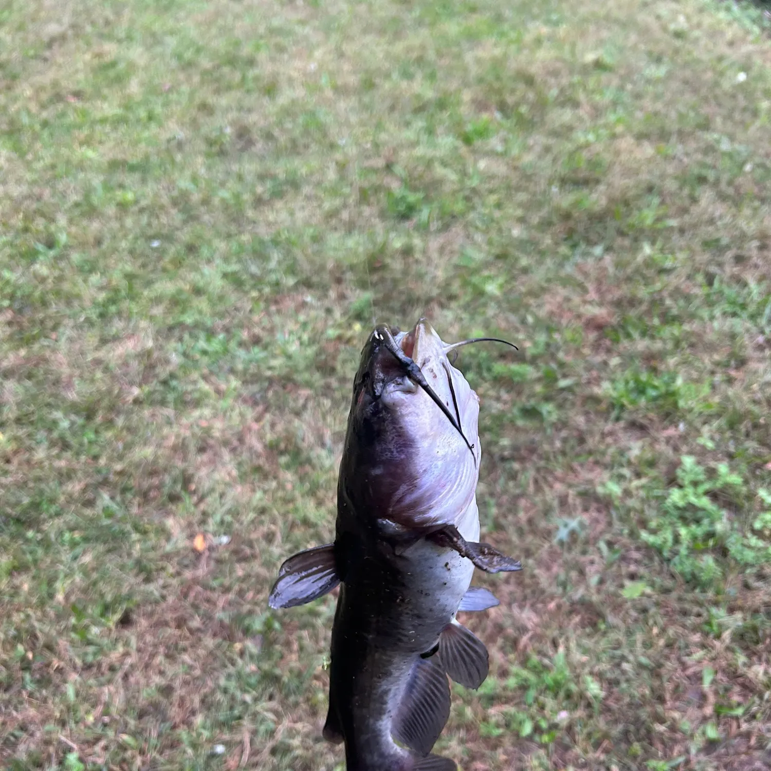Black bullhead caught on Fishbrain