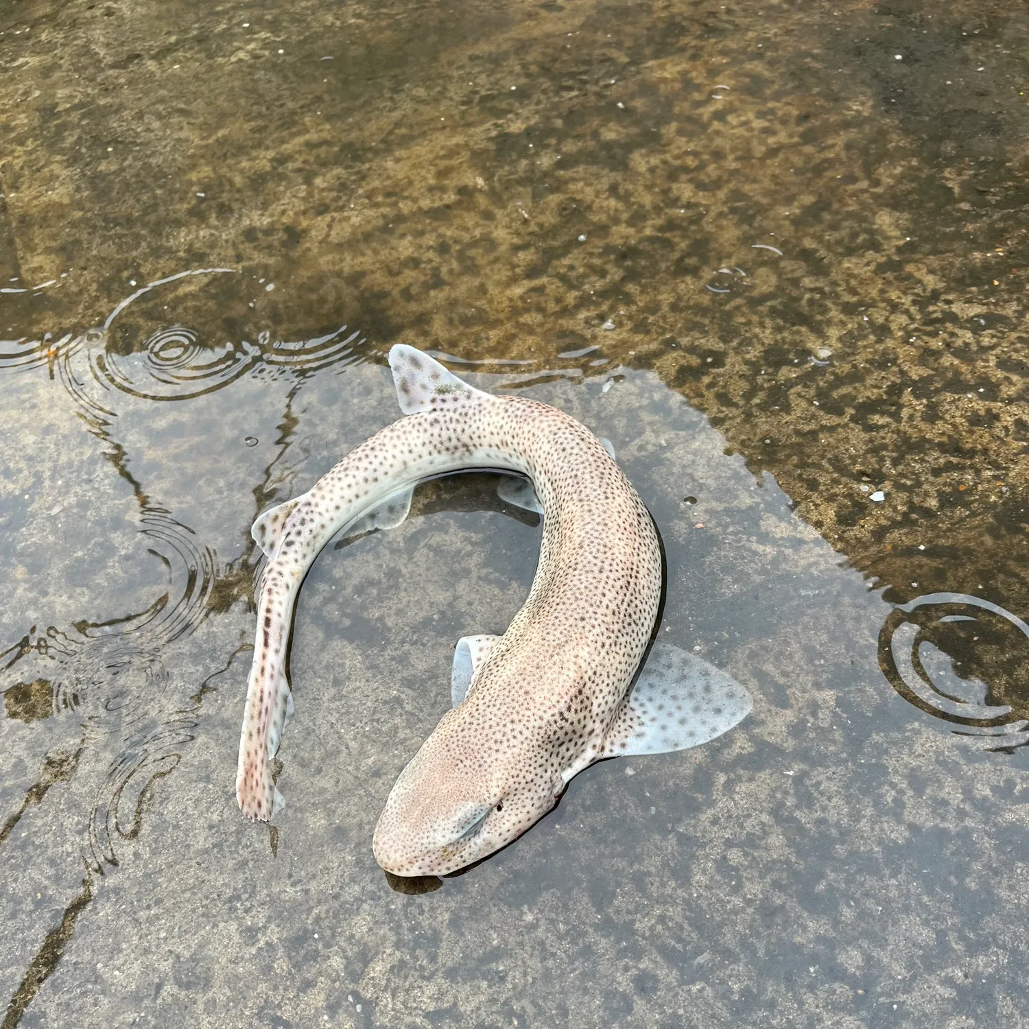 The most recent Lesser spotted dogfish catches on Fishbrain
