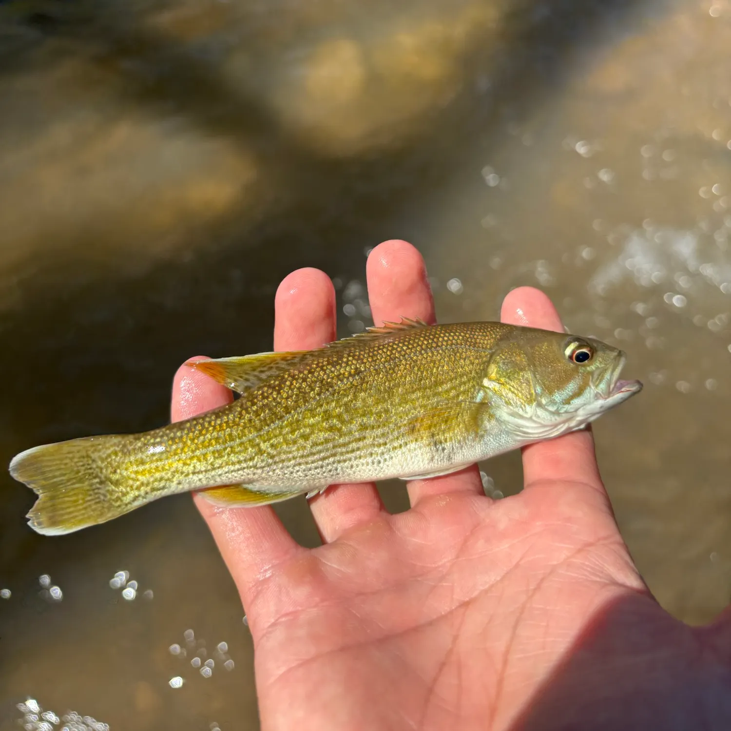 Redeye bass caught on Fishbrain