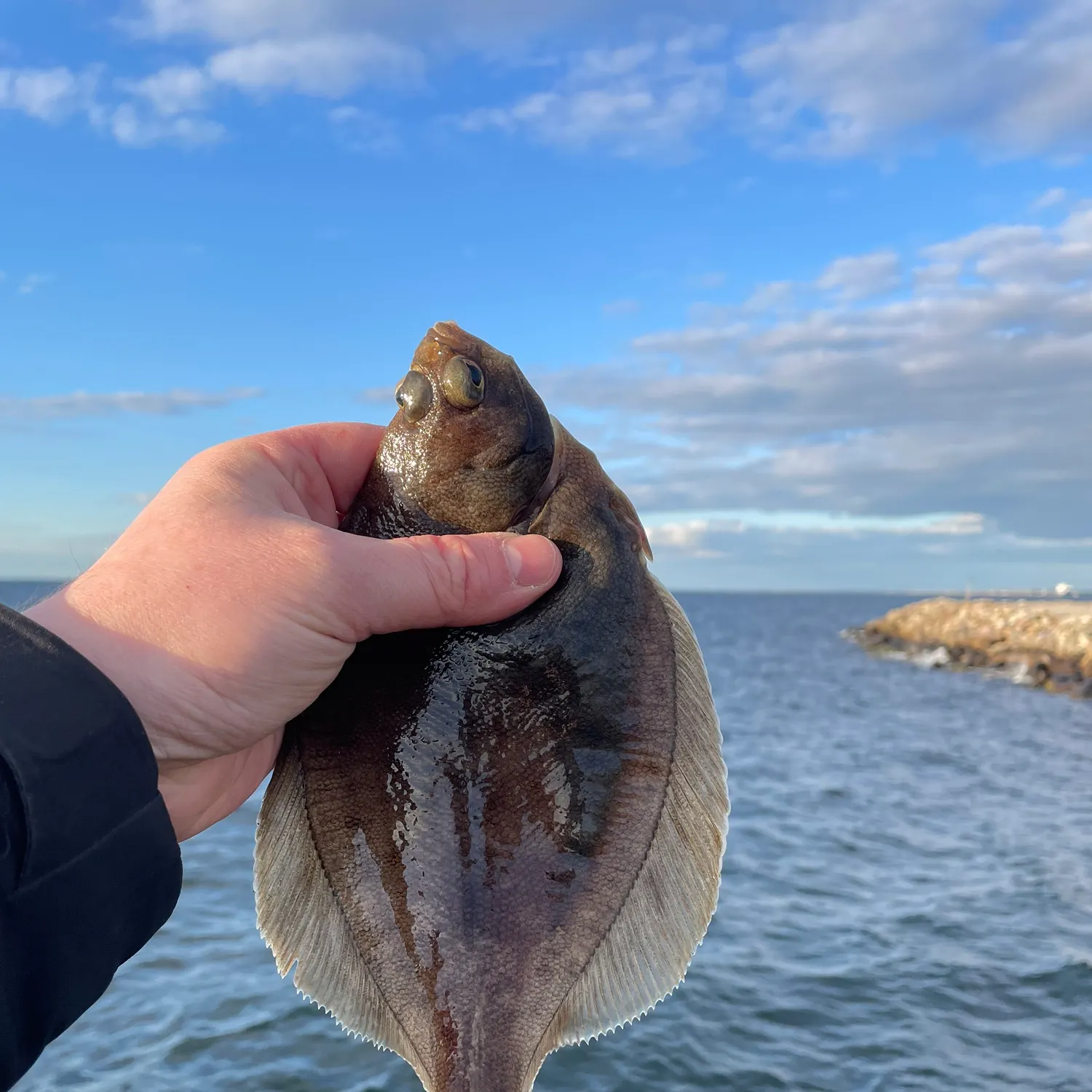 The most popular recent Common dab catch on Fishbrain