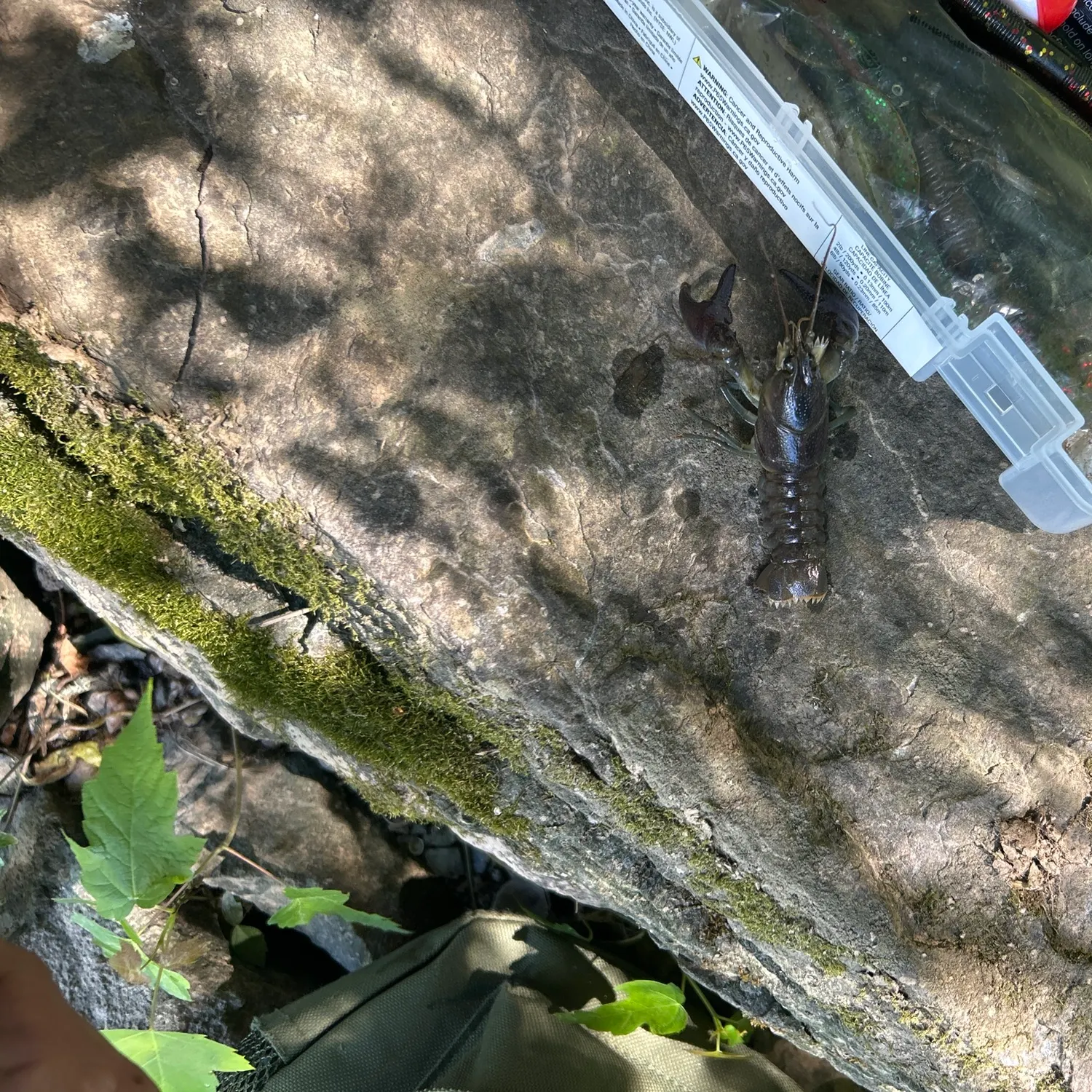 The most recent Signal crayfish catches on Fishbrain