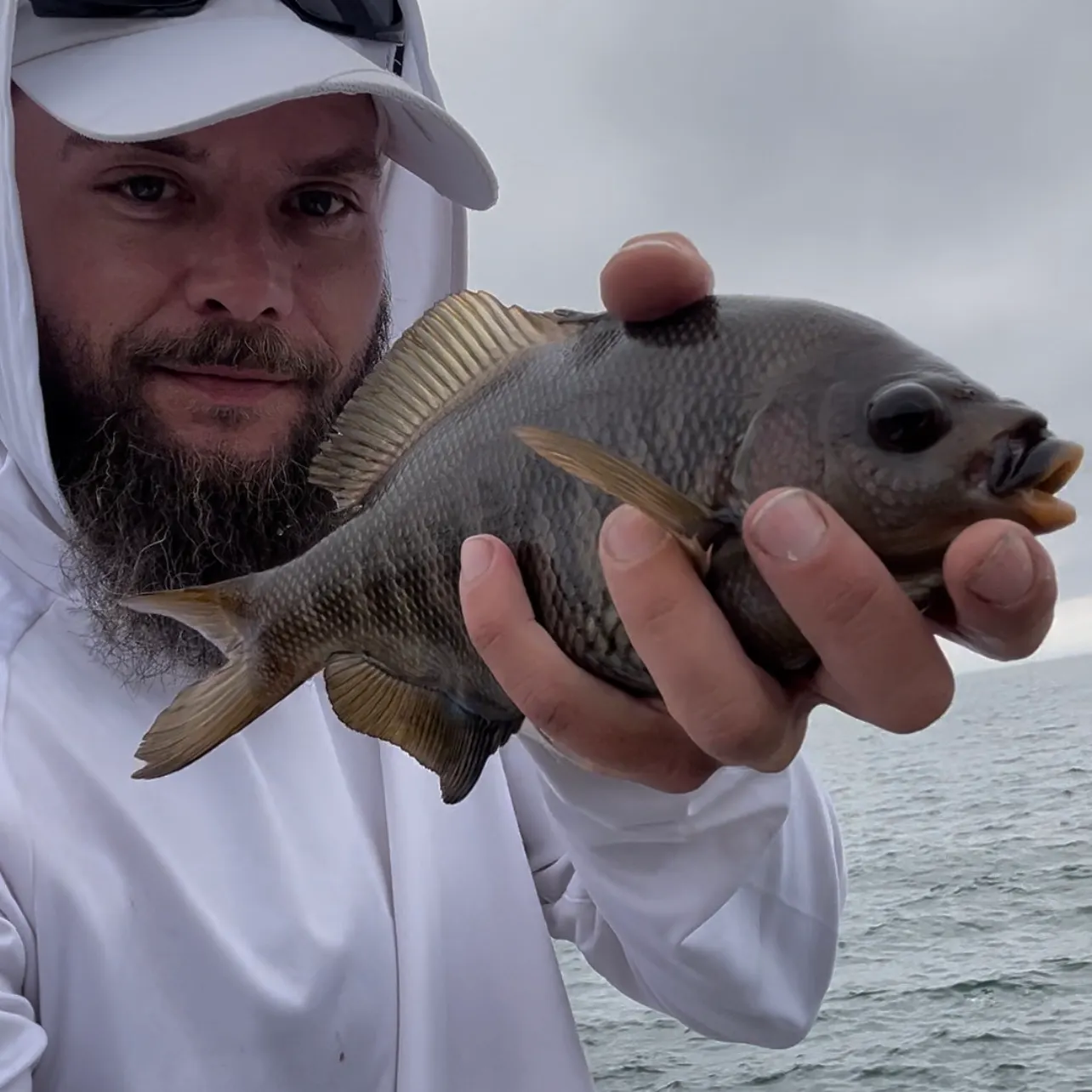 The most recent Barred rubberlip catches on Fishbrain