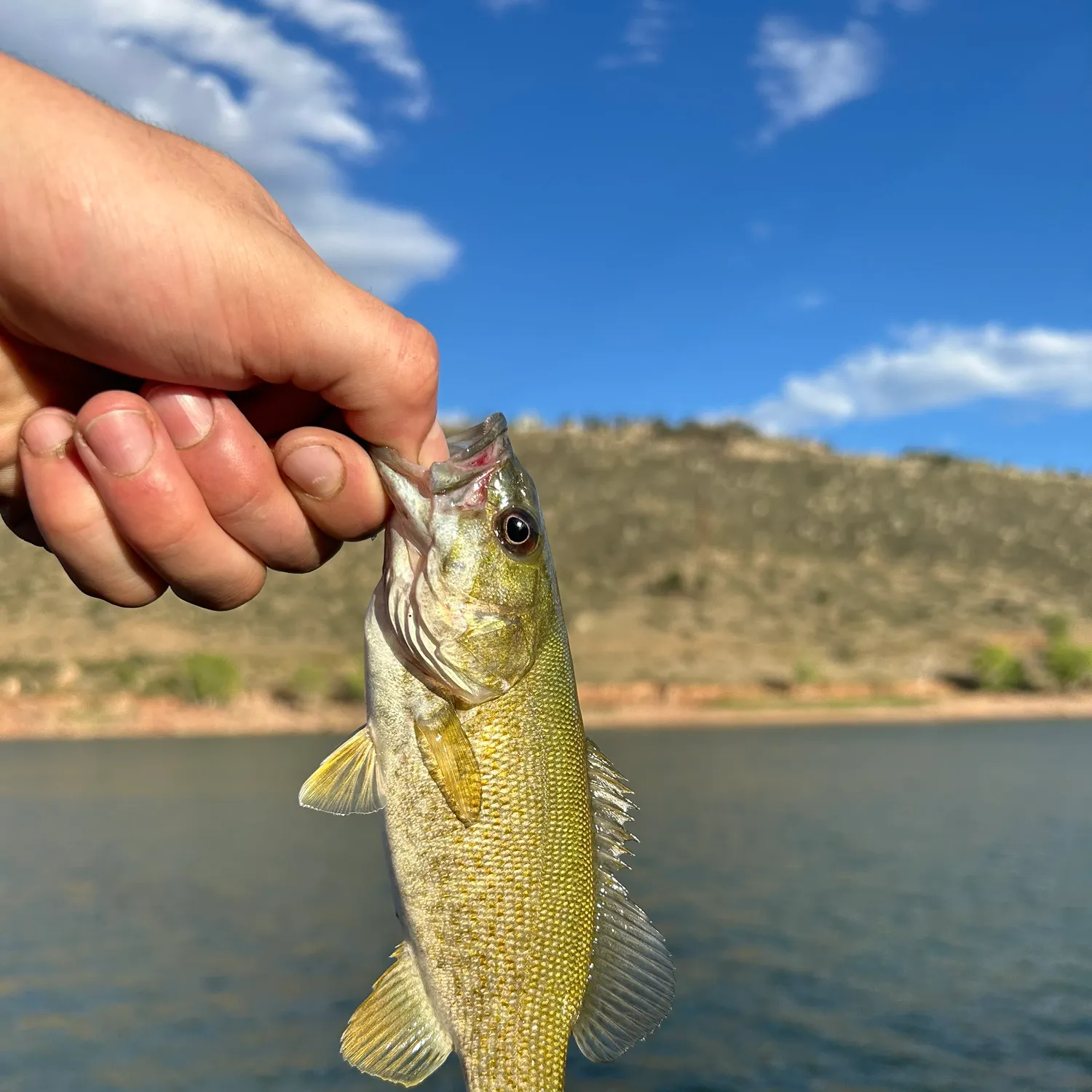 Smallmouth bass caught on Fishbrain
