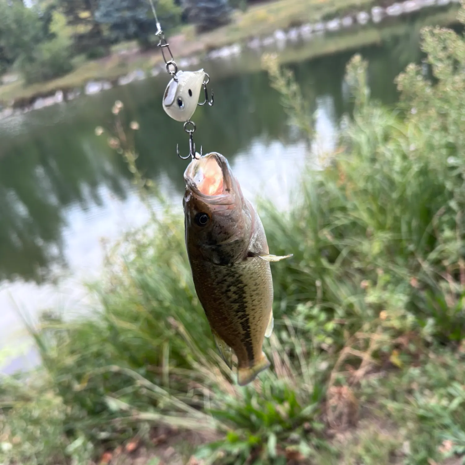 Largemouth bass caught on Fishbrain