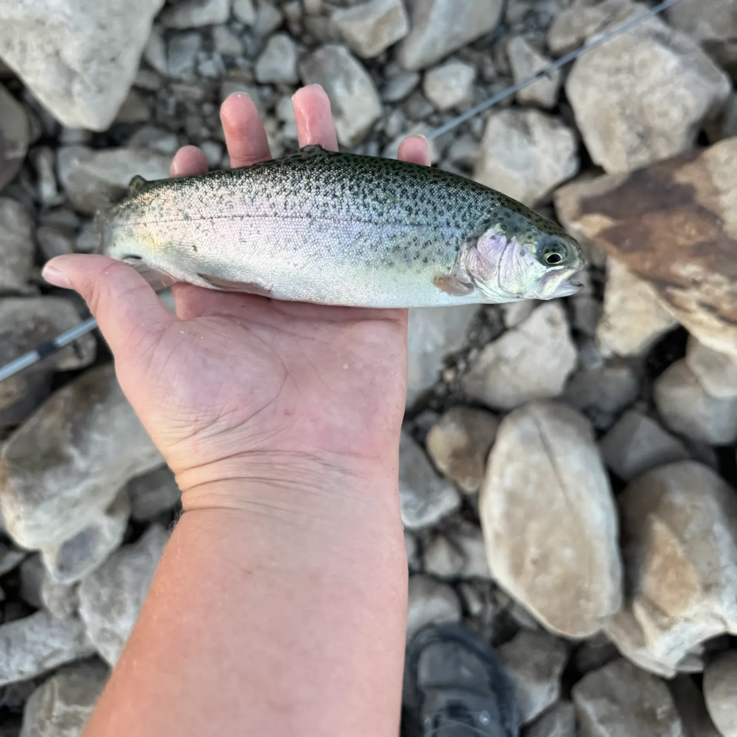 Rainbow trout caught on Fishbrain