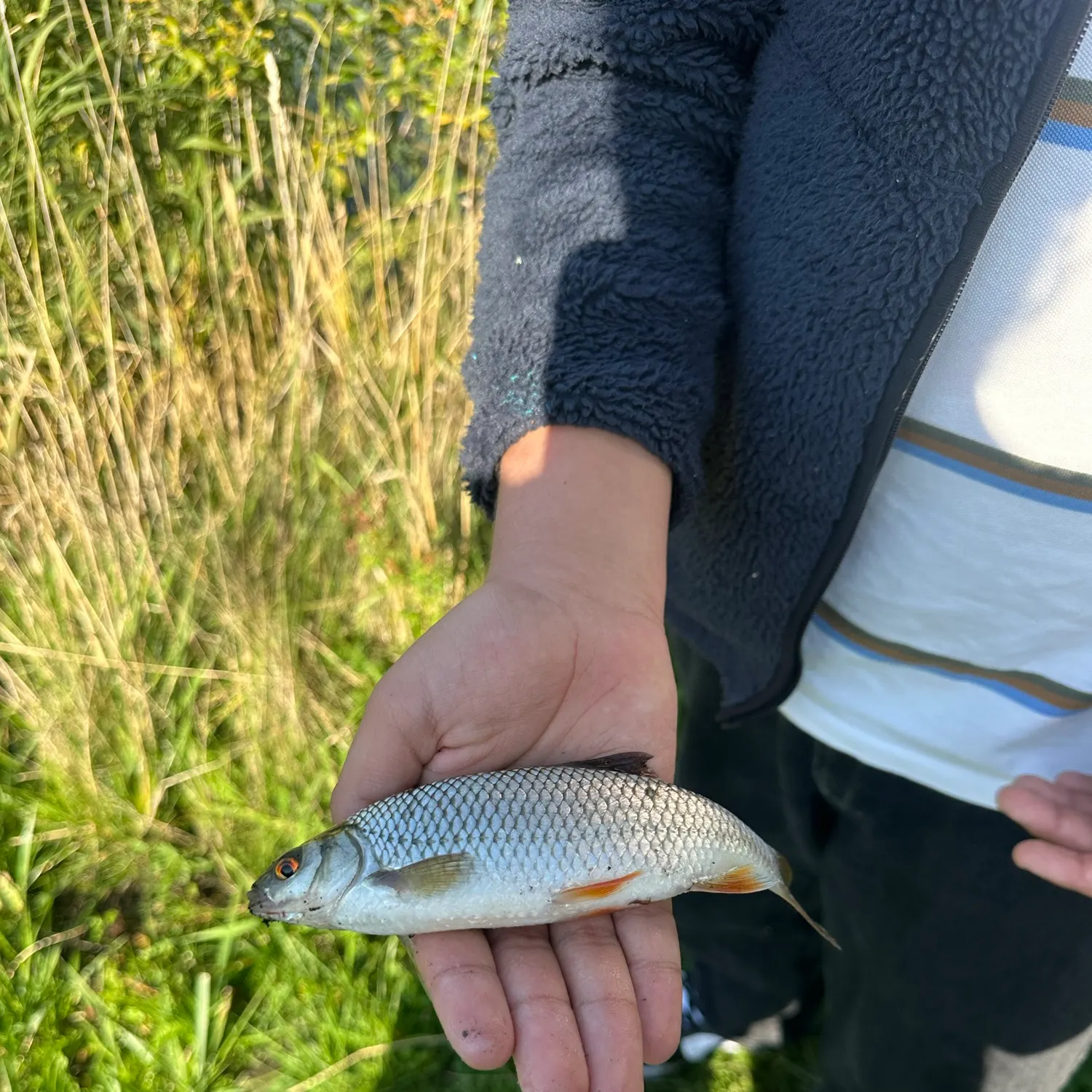 Common roach caught on Fishbrain