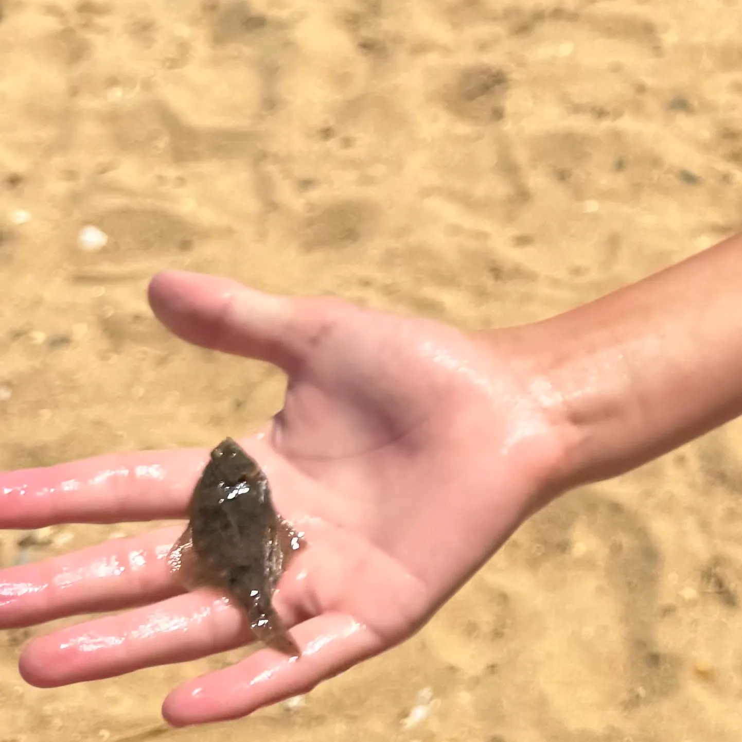 Summer flounder caught on Fishbrain