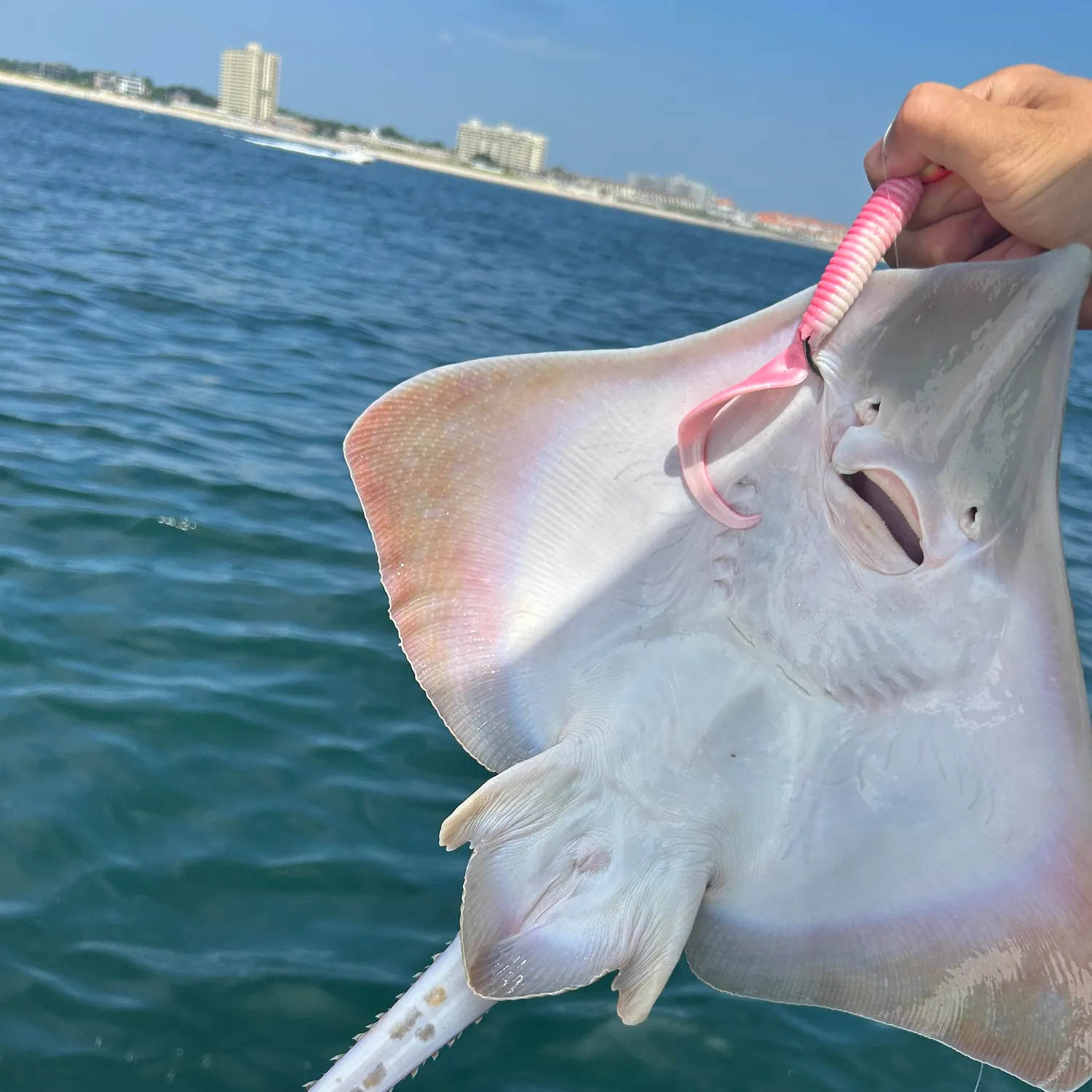 The most recent Clearnose skate catches on Fishbrain