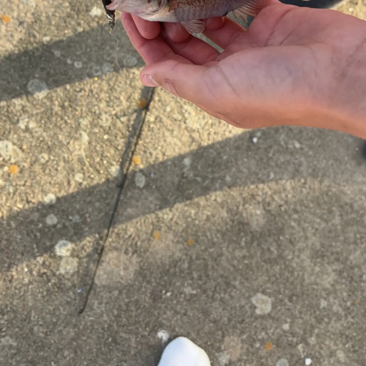 The most recent Goldsinny wrasse catches on Fishbrain