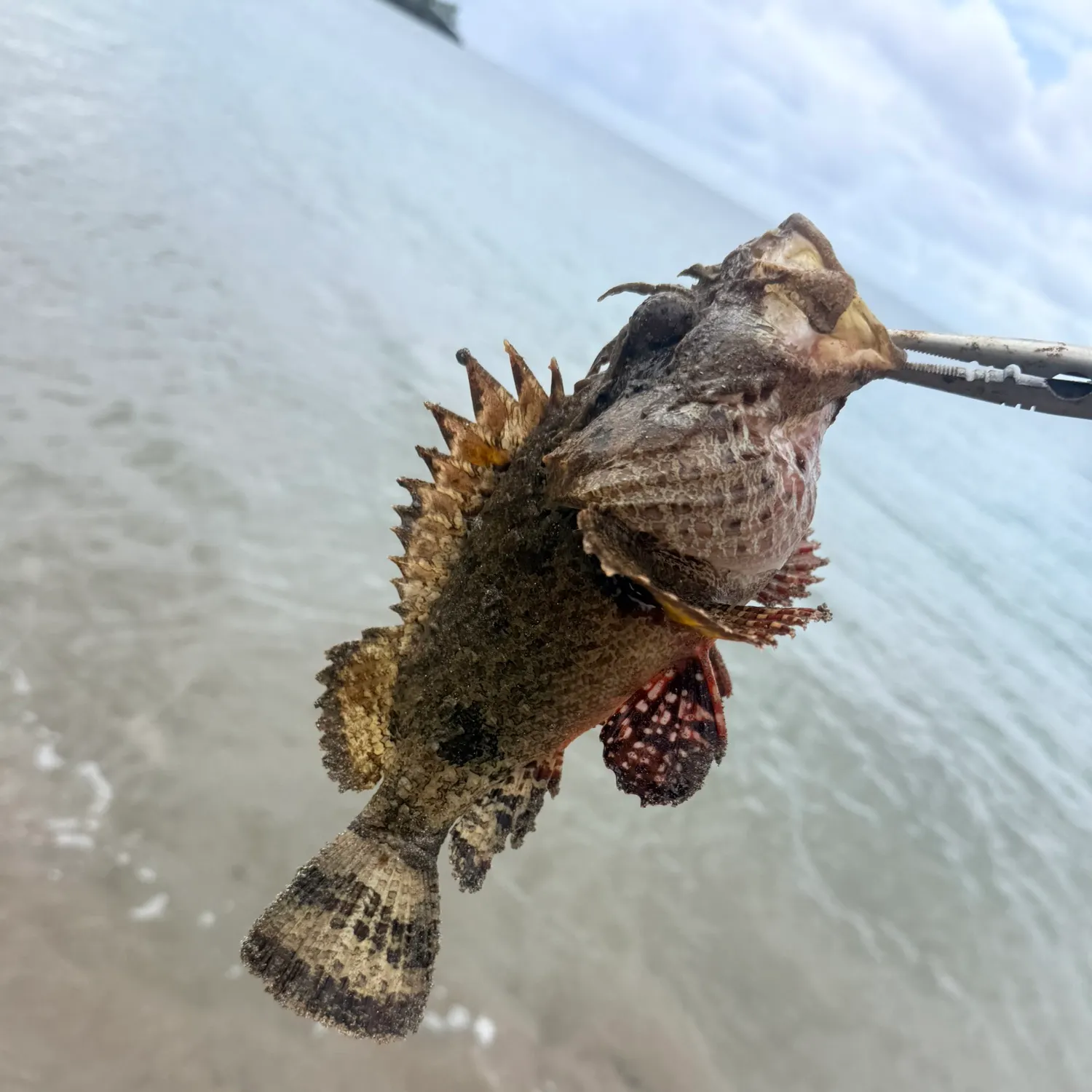 The most recent Spotted scorpionfish catches on Fishbrain
