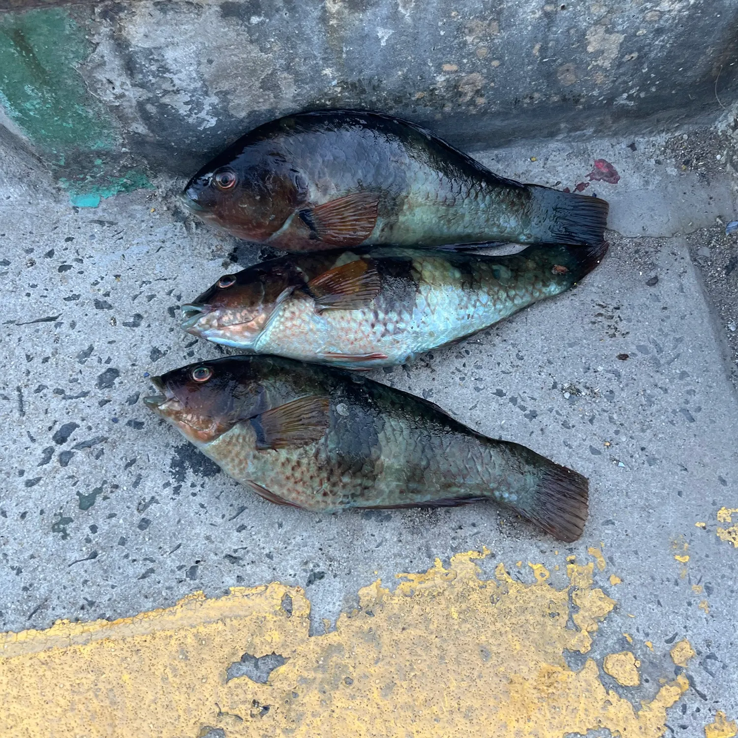 Blue-throated wrasse caught on Fishbrain