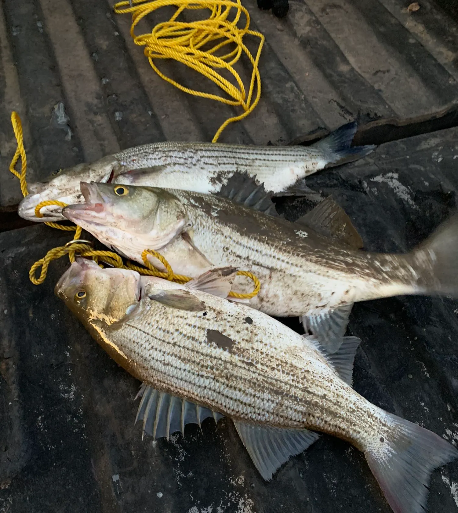 recently logged catches