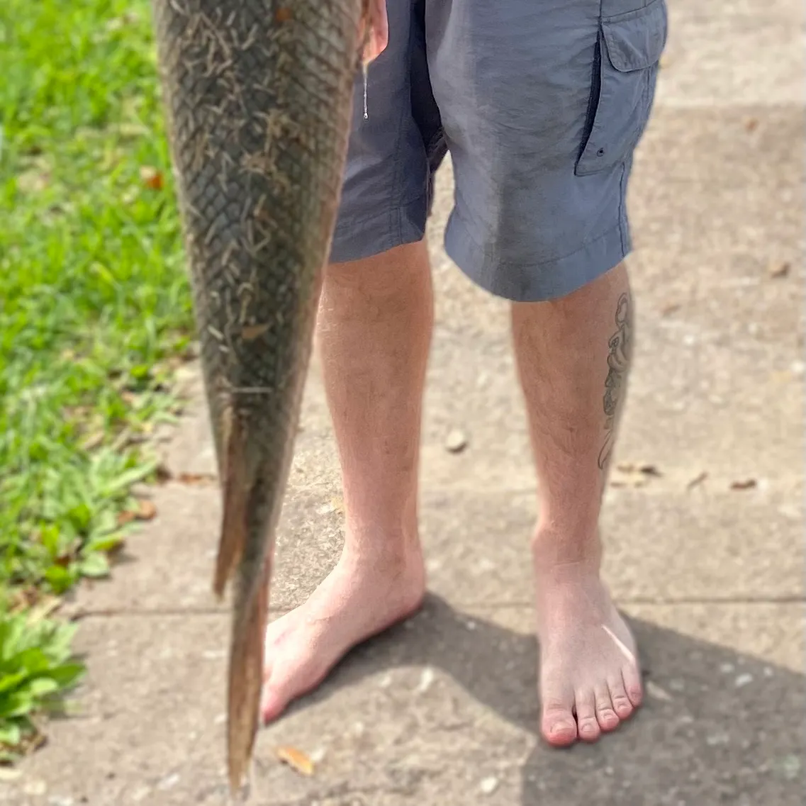 The most recent Alligator gar catches on Fishbrain