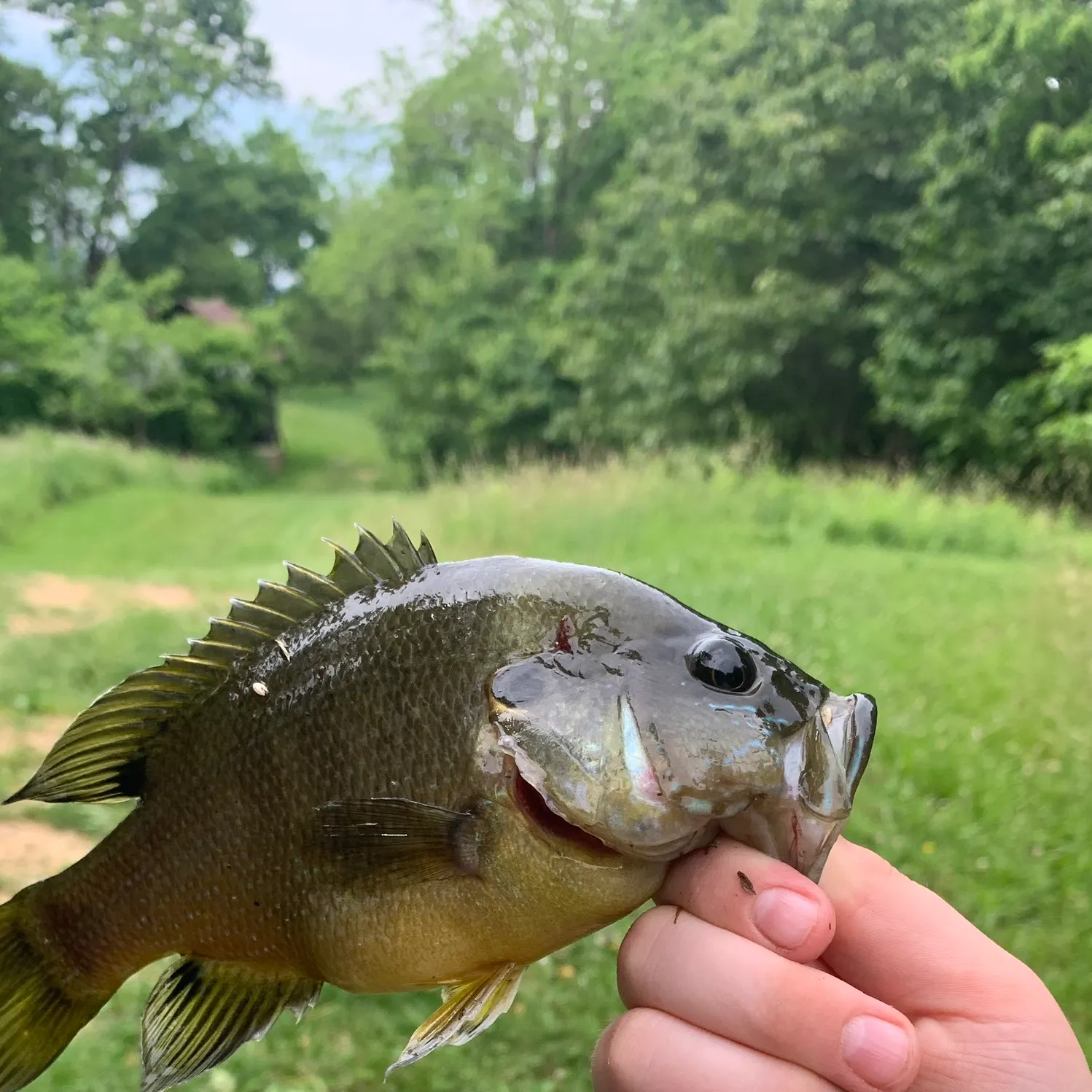 Green sunfish caught on Fishbrain