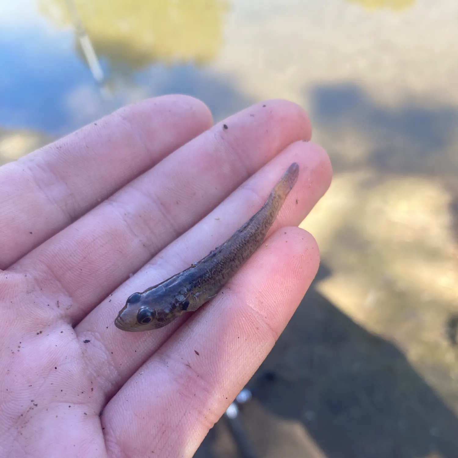 Dusky flathead caught on Fishbrain