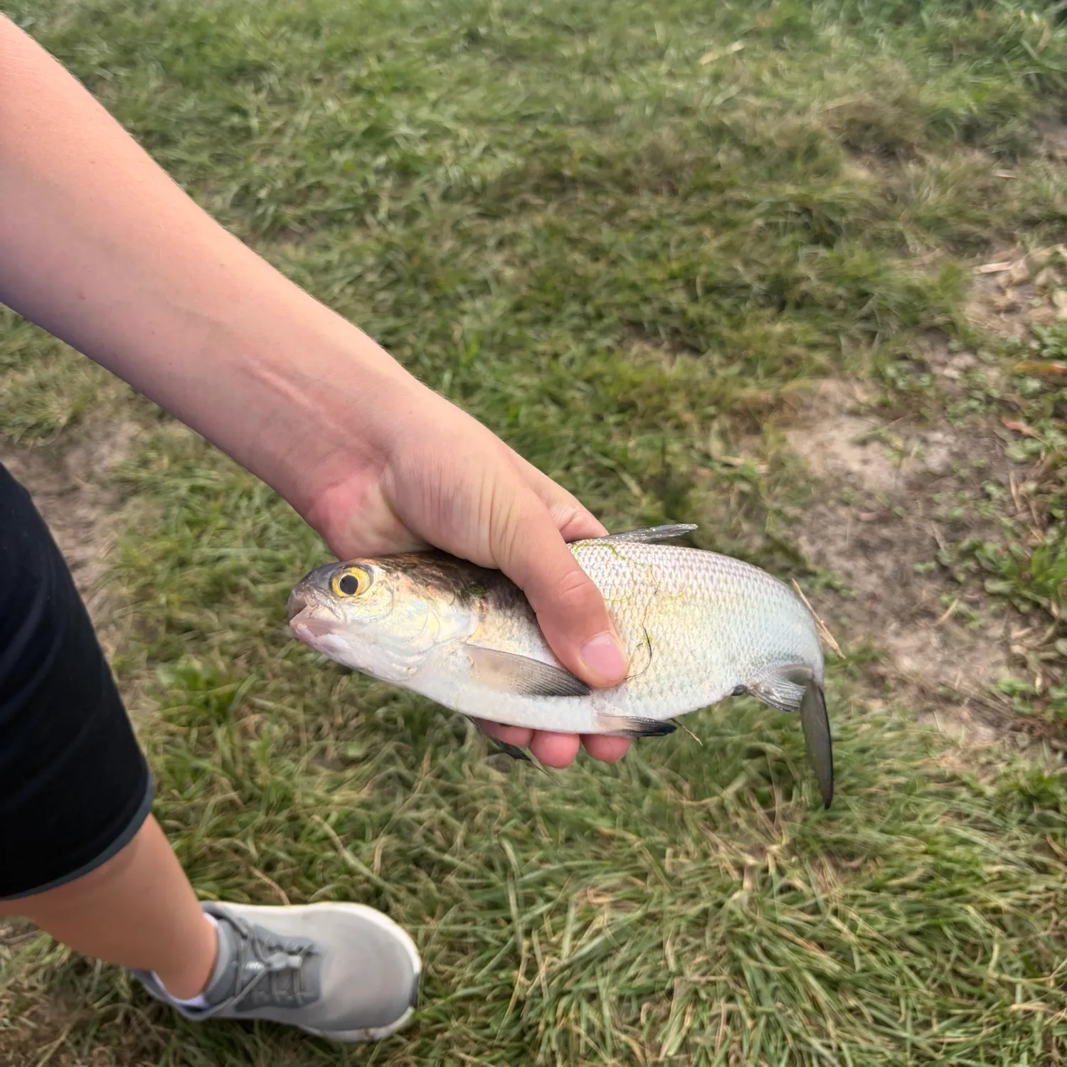 American gizzard shad caught on Fishbrain