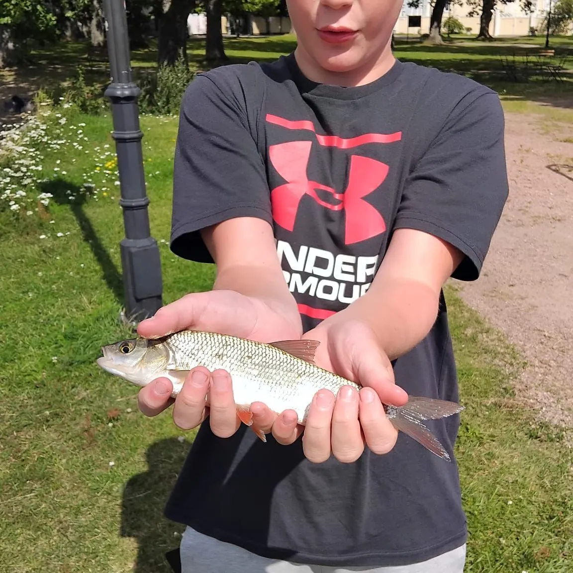 European chub caught on Fishbrain