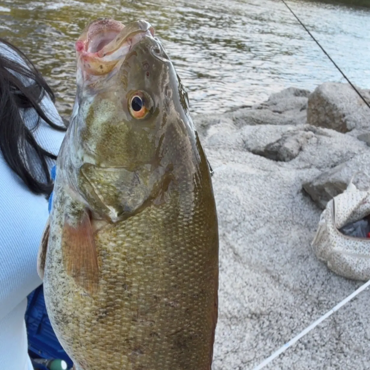 Smallmouth bass caught on Fishbrain