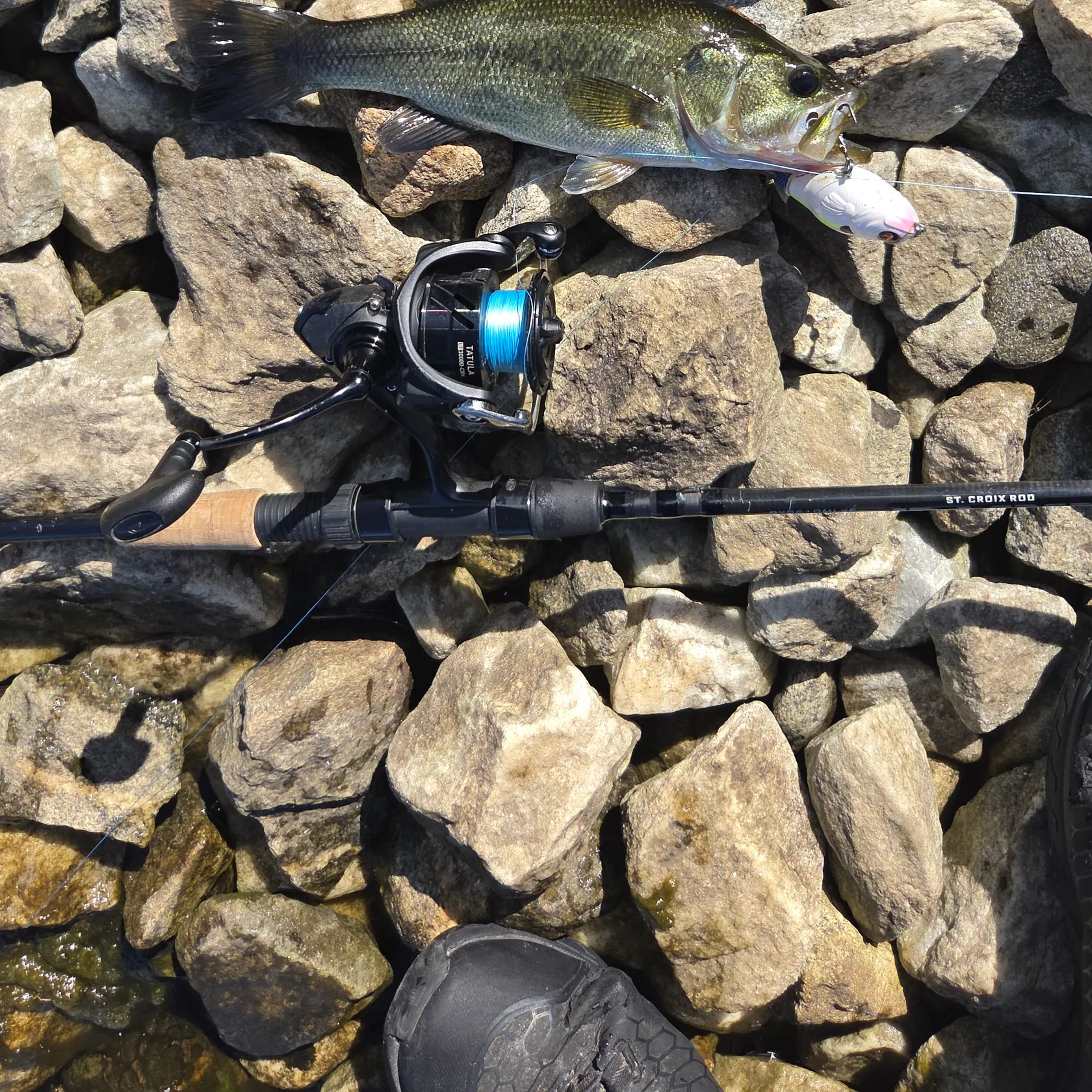 Largemouth bass caught on Fishbrain