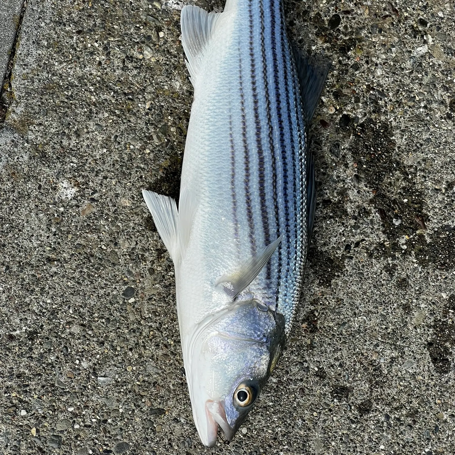 Striped bass caught on Fishbrain