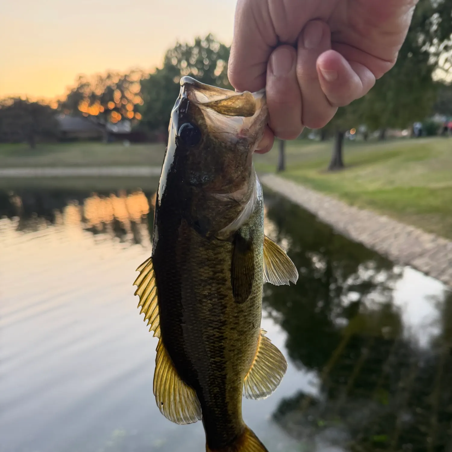 Largemouth bass caught on Fishbrain