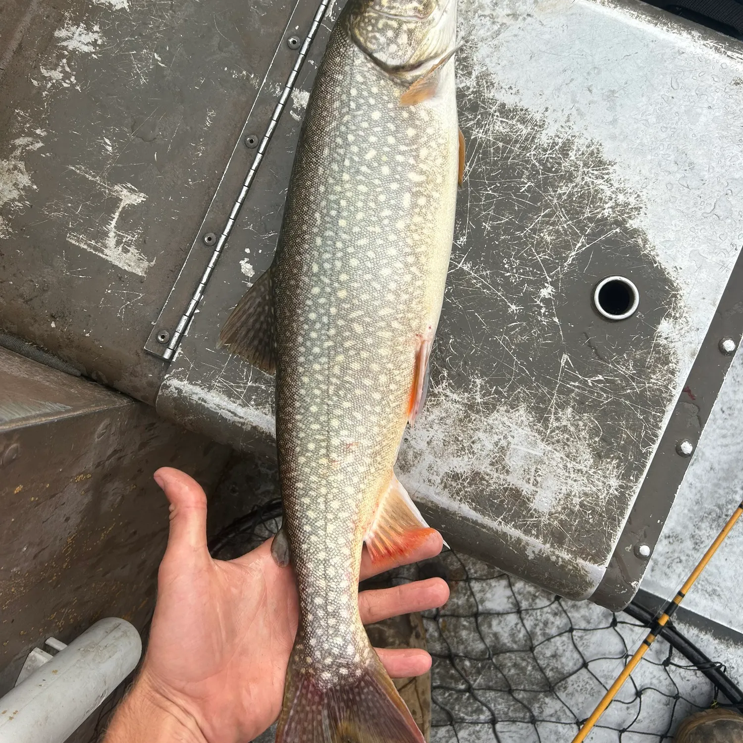 The most recent Splake catches on Fishbrain