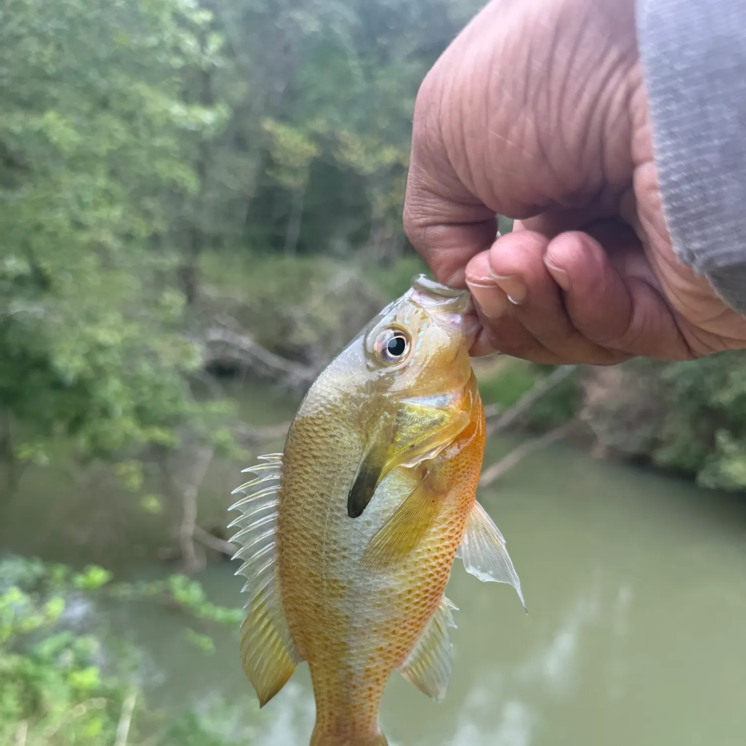 Redbreast sunfish caught on Fishbrain