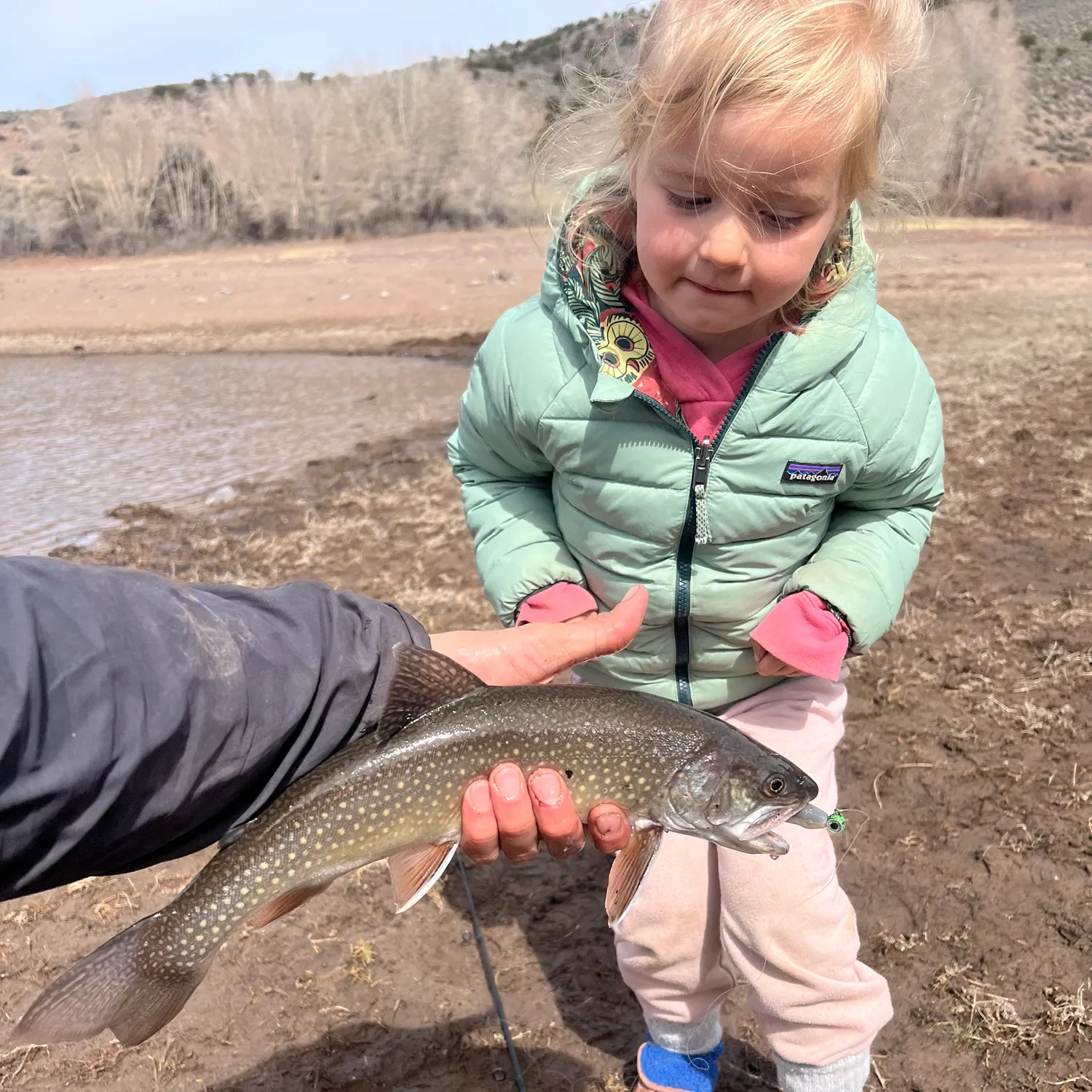 The most recent Splake catches on Fishbrain