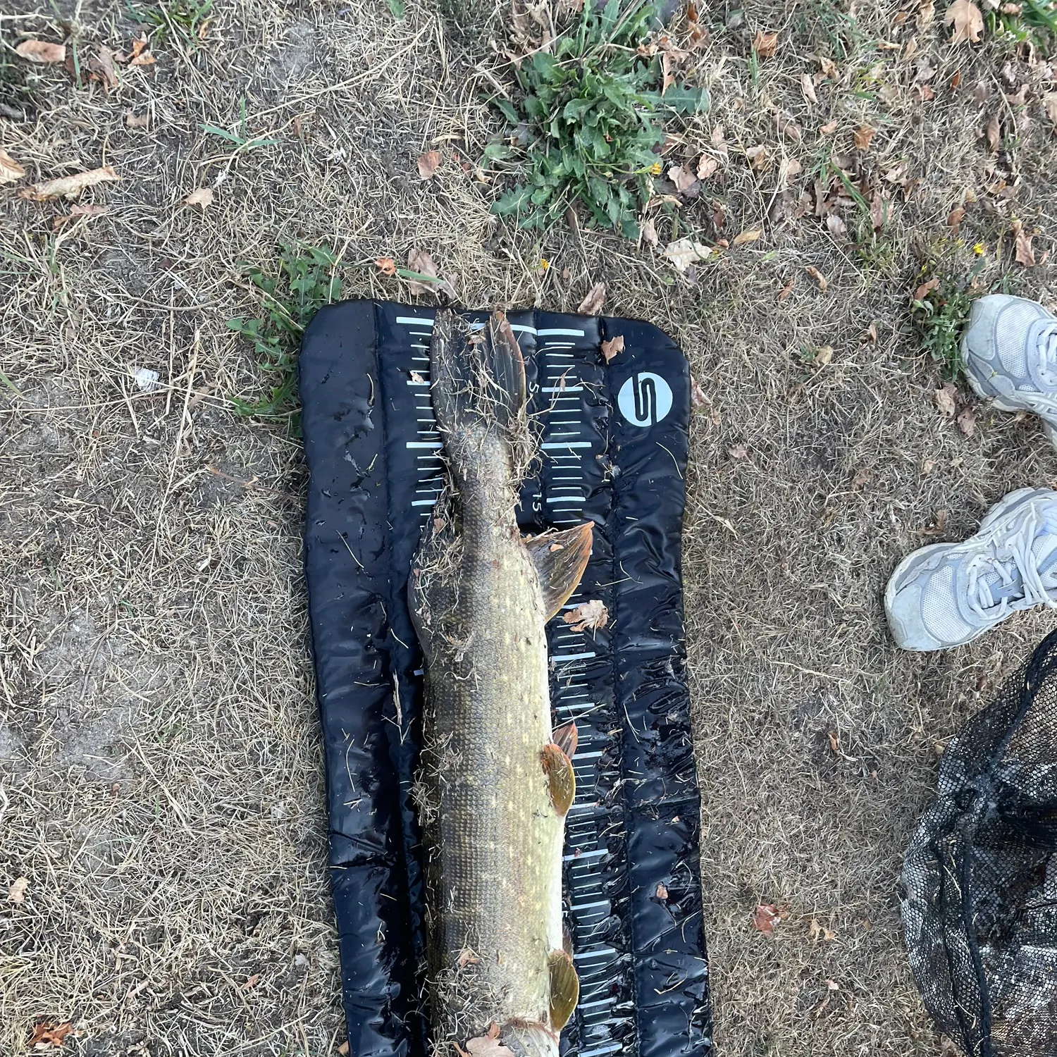 Northern pike caught on Fishbrain