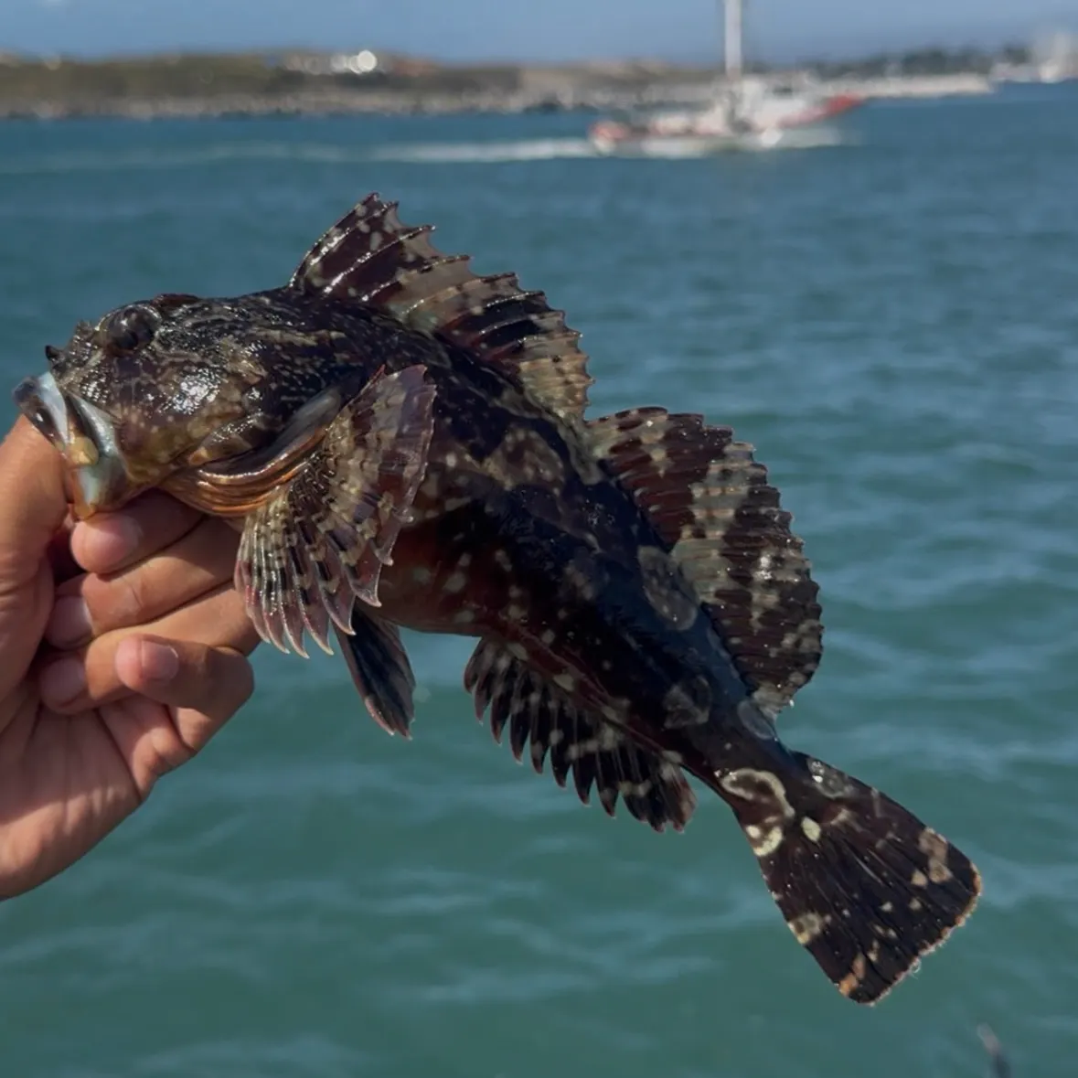 Cabezon caught on Fishbrain