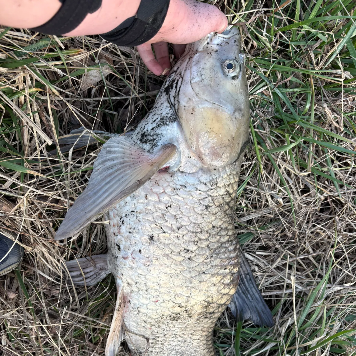 The most recent Grass carp catches on Fishbrain