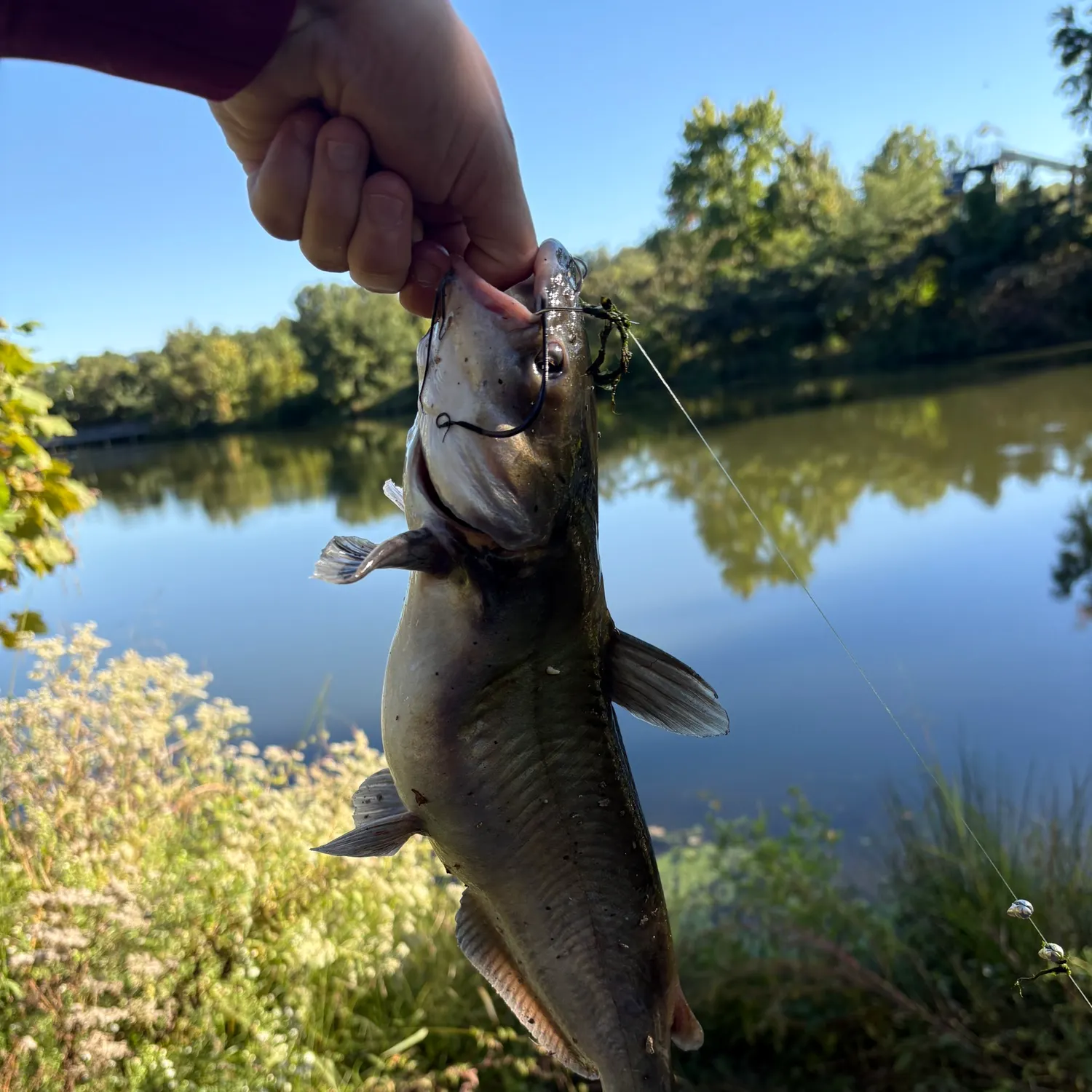 Channel catfish caught on Fishbrain