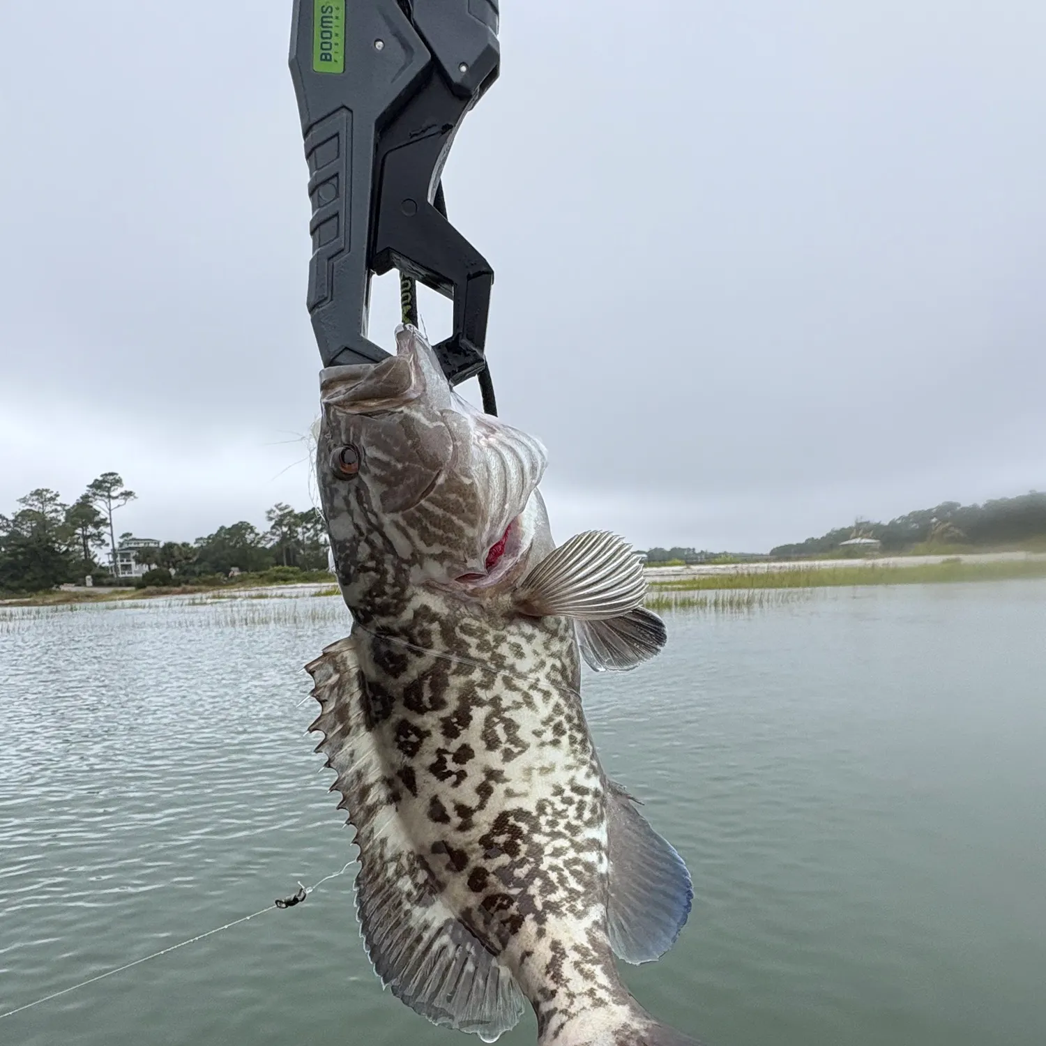 The most recent Gag grouper catches on Fishbrain