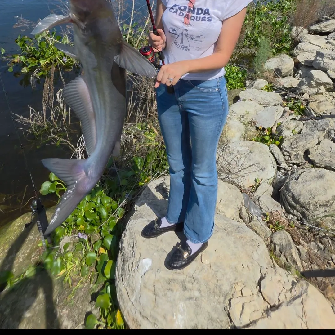 Blue catfish caught on Fishbrain
