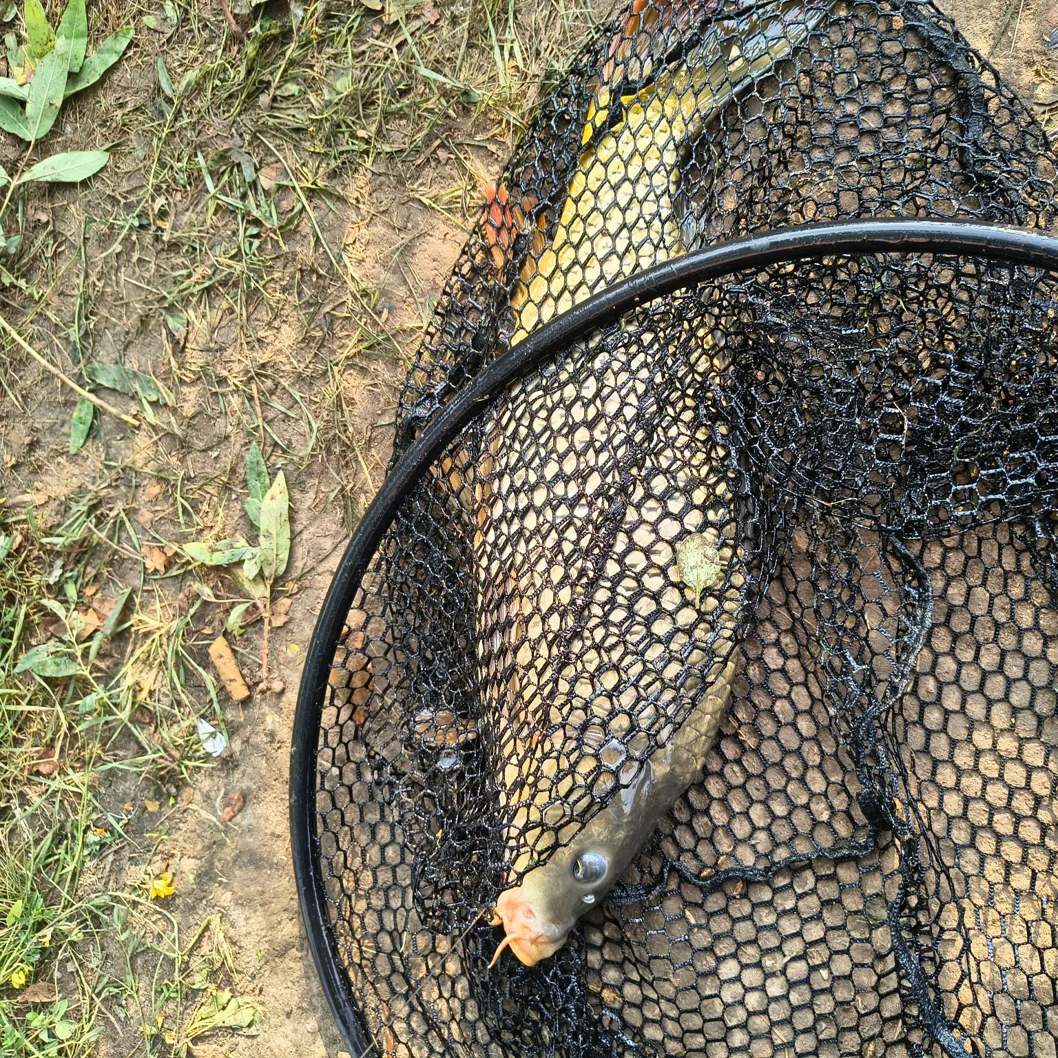 Common carp caught on Fishbrain
