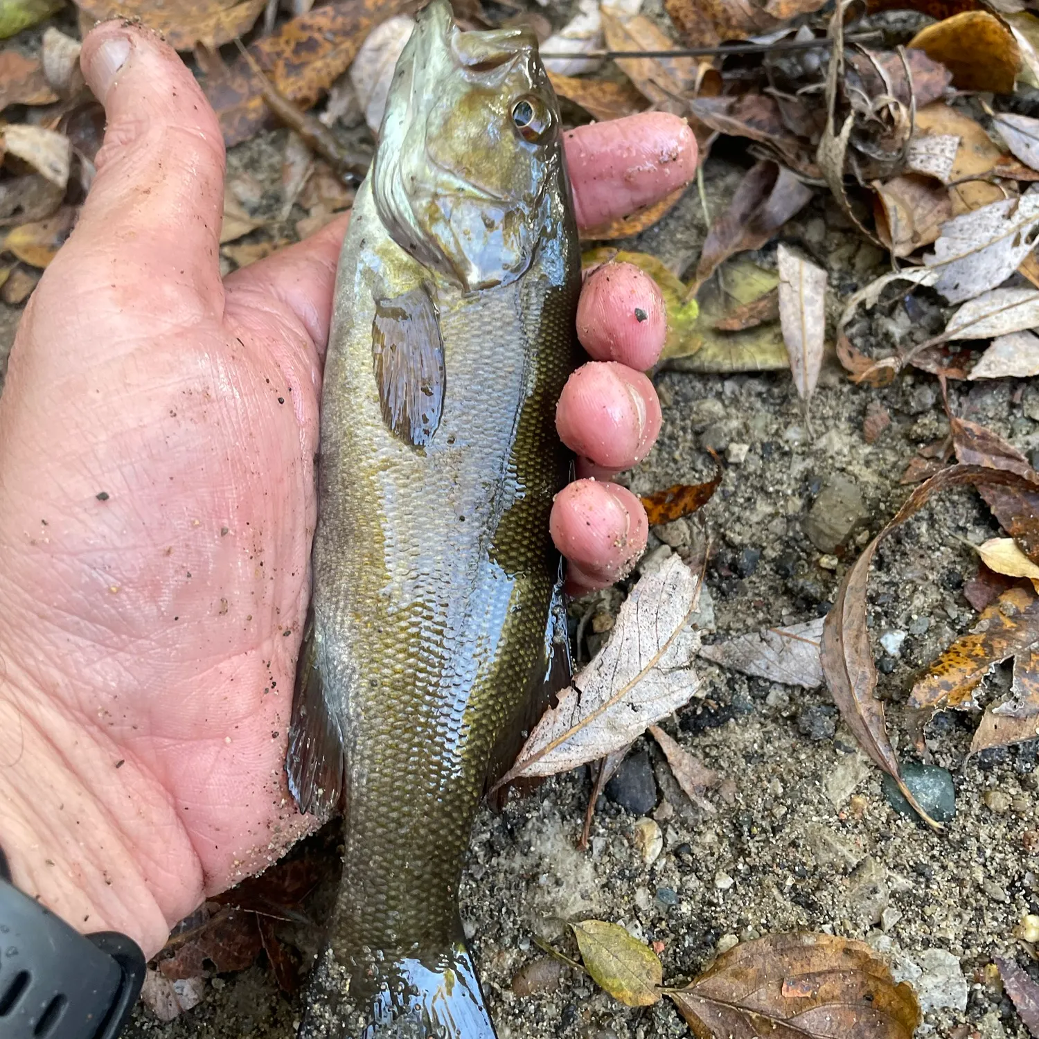 Smallmouth bass caught on Fishbrain