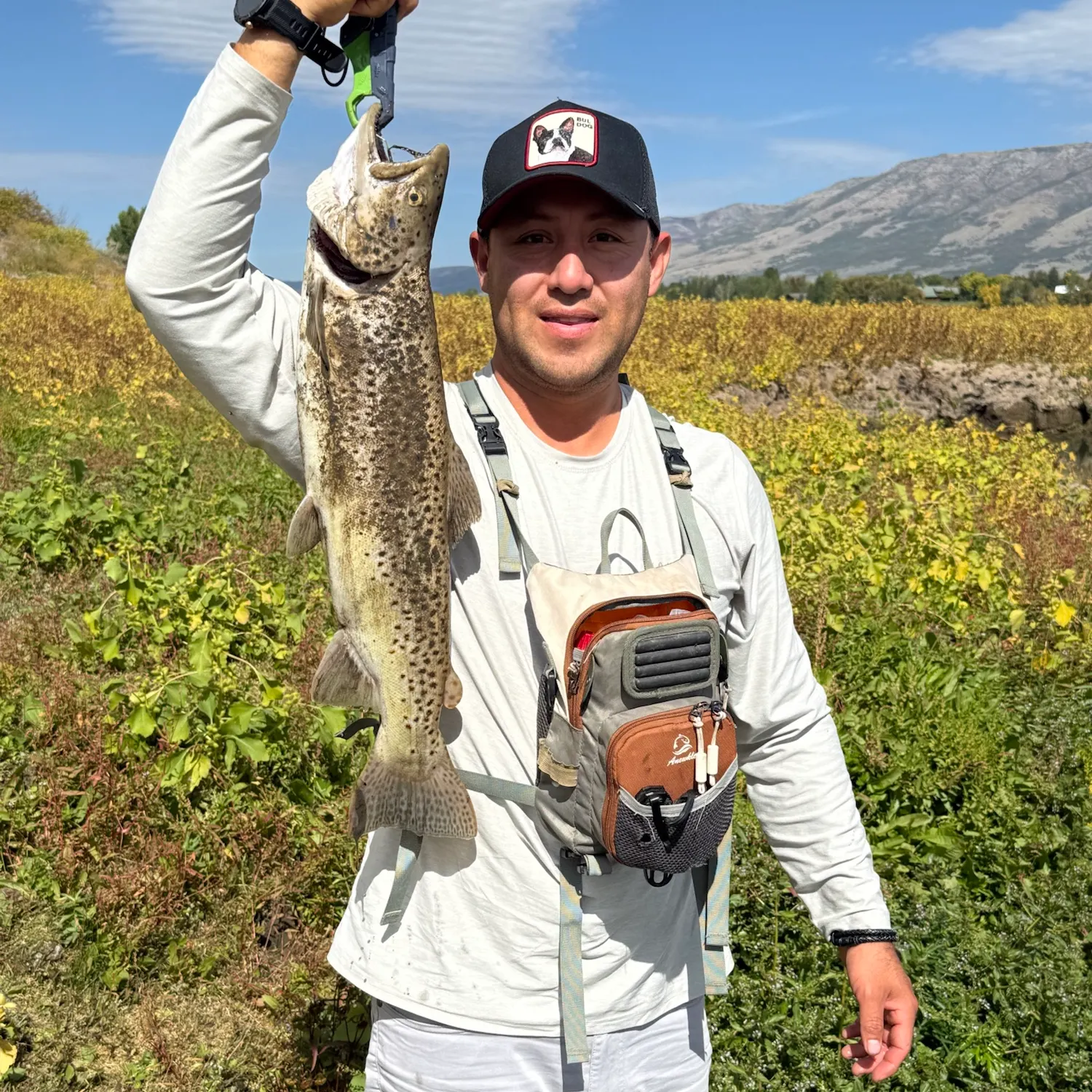 Sea trout caught on Fishbrain
