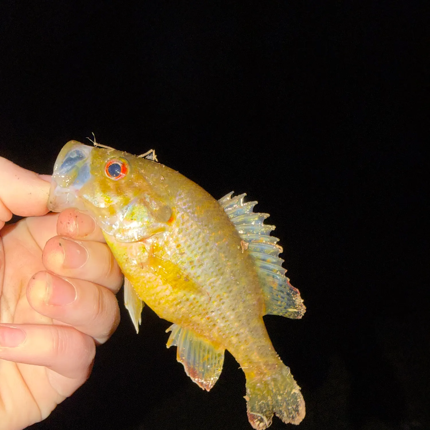 The most recent Warmouth catches on Fishbrain