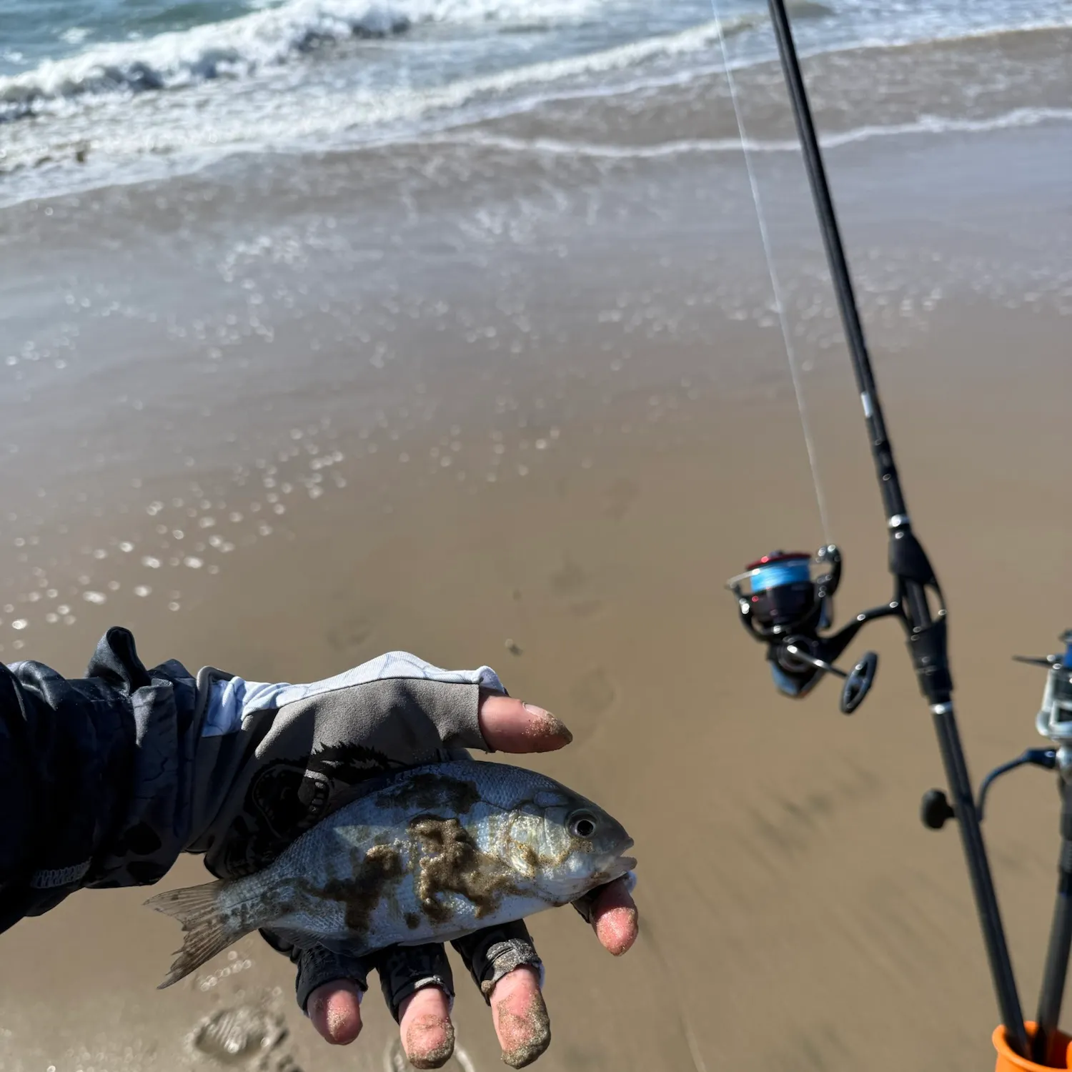 The most recent Barred surfperch catches on Fishbrain