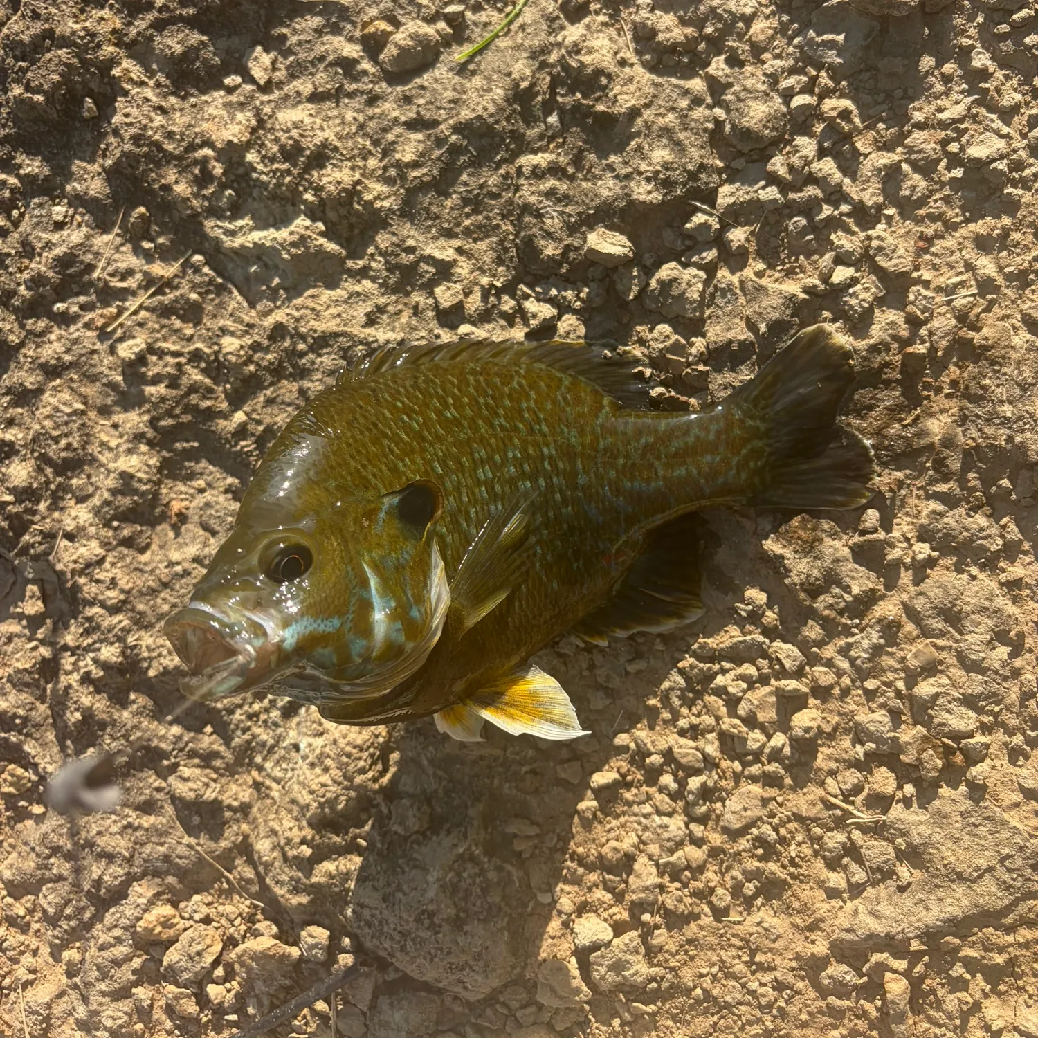 The most recent Greengill hybrid catches on Fishbrain